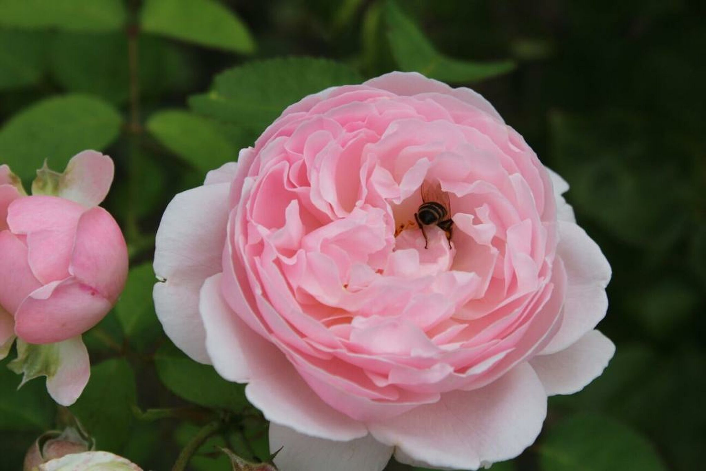Bild mit Natur, Rosa, Blume, Rose, Biene