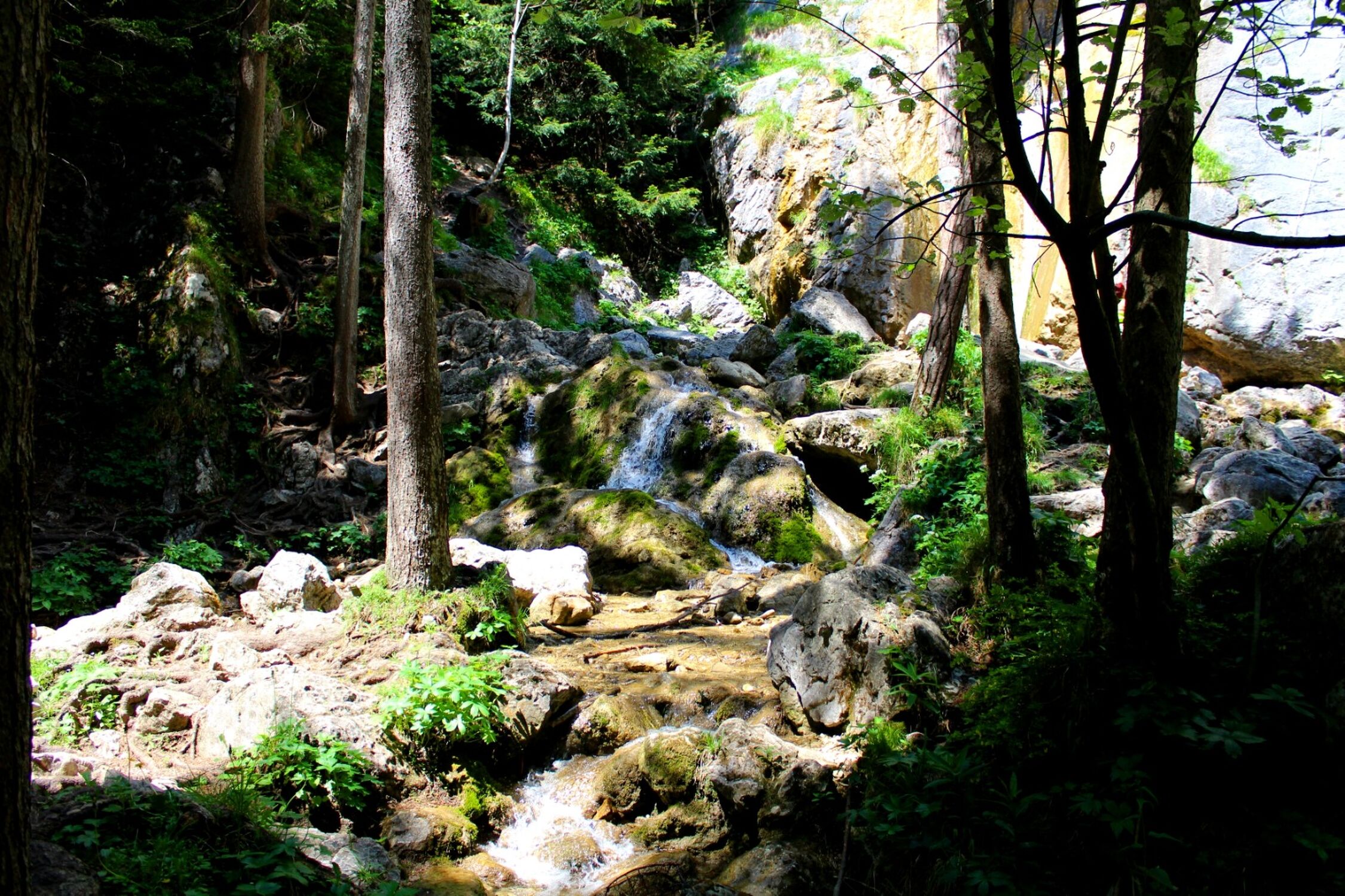 Bild mit Natur, Wasser, Wald, Bach, mystisch