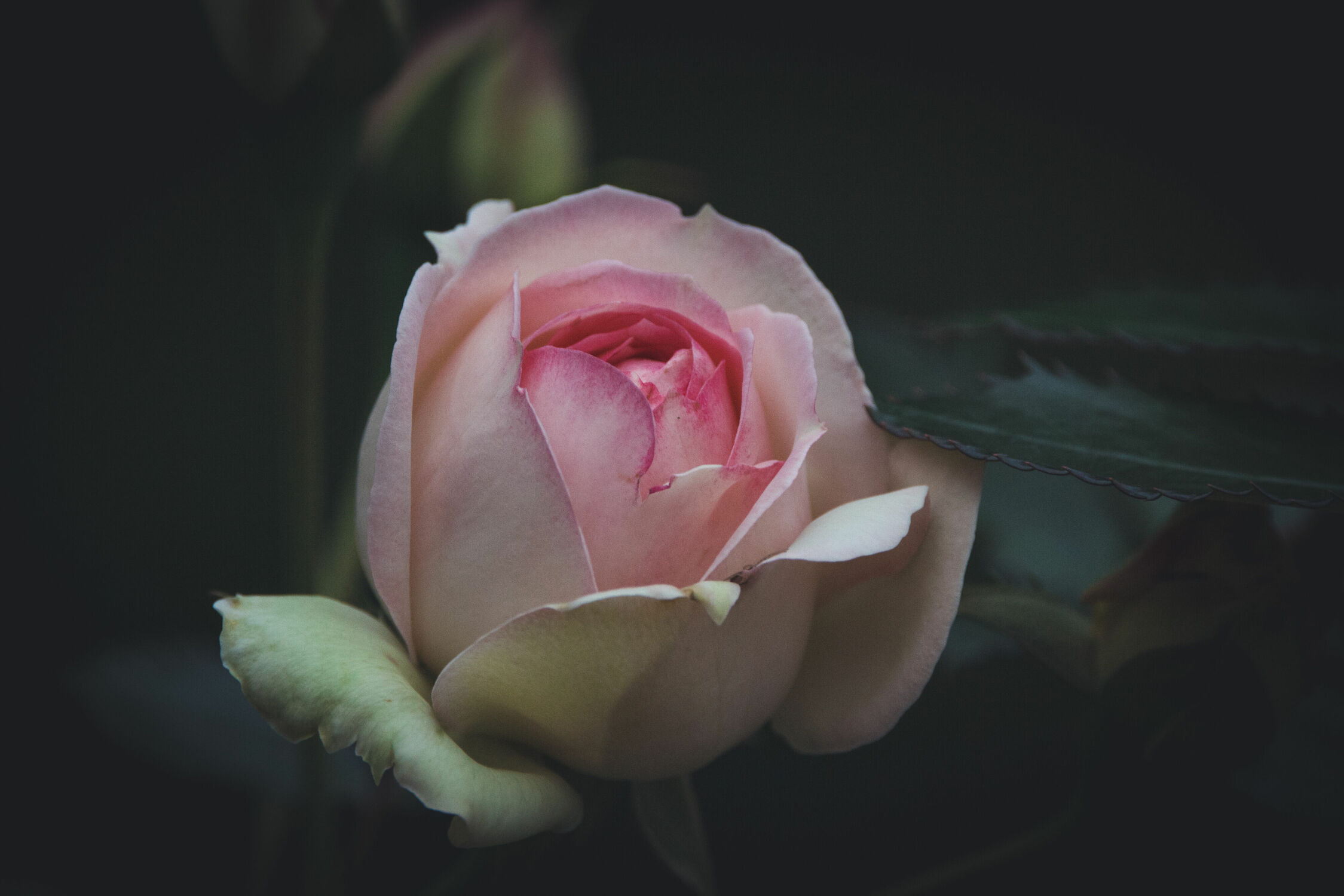 Bild mit Rosa, Rosen, Makrofotografie, Makroaufnahme, Roses, Makro Rose, Rosenblüte, Rosengewächse, Gartenblumen, garten
