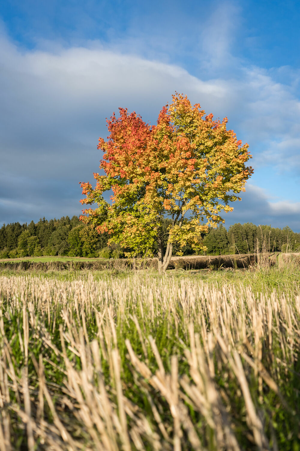 Bild mit Bäume, Herbst, Laubbäume, Landschaft, Nature, Tree, Bunt, Herbstblätter, Landschaften im Herbst
