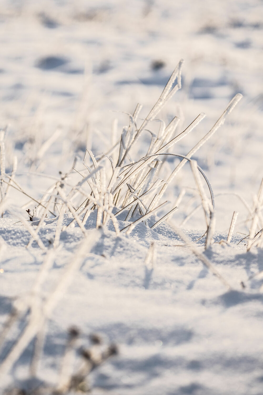 Bild mit Gräser, Schnee, Gras, Winteraufnahmen, Winterimpressionen, Kälteeinbruch, Wintertag, Schneedecke, Kaltluft, Kälteschock