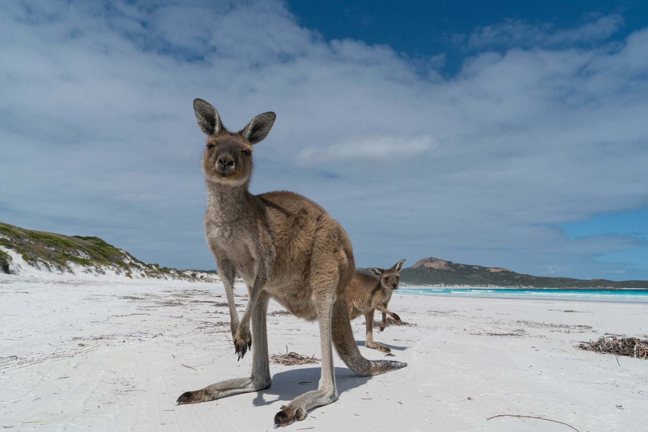 Bild mit Tiere, Säugetiere, Natur, Landschaften, Strände, Fauna, Reisen, Australien, Känguru, Western Australia