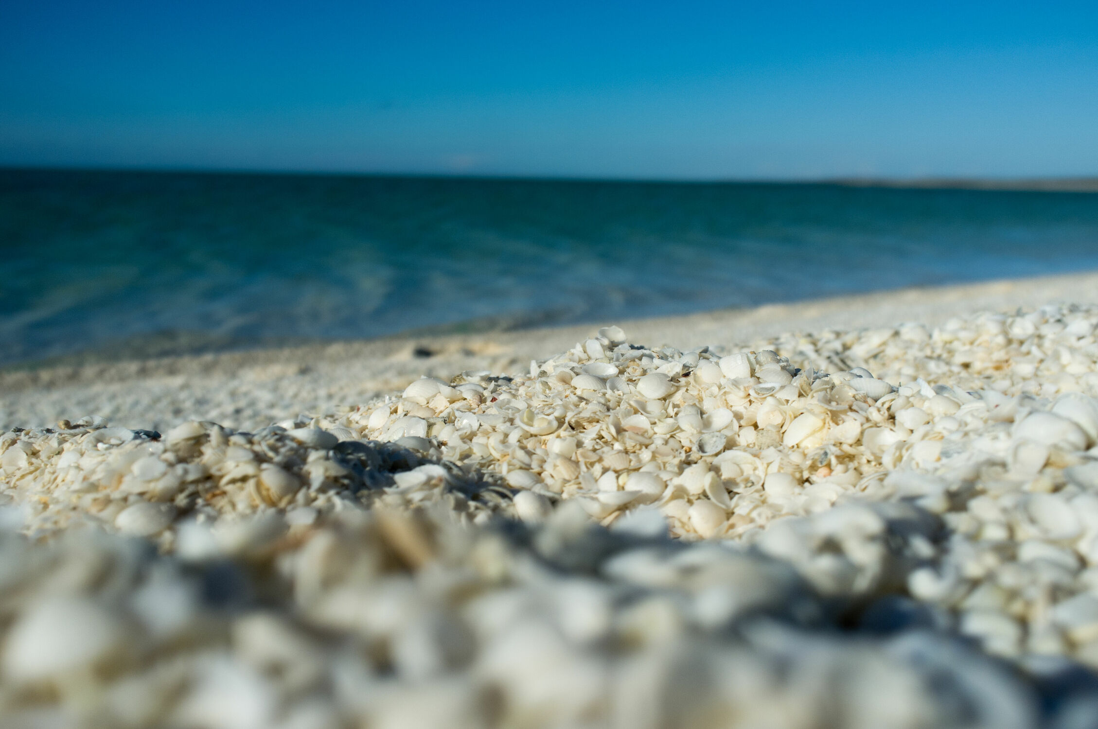 Bild mit Muschelstrand, Australien, shell beach, australia, weisse Muscheln