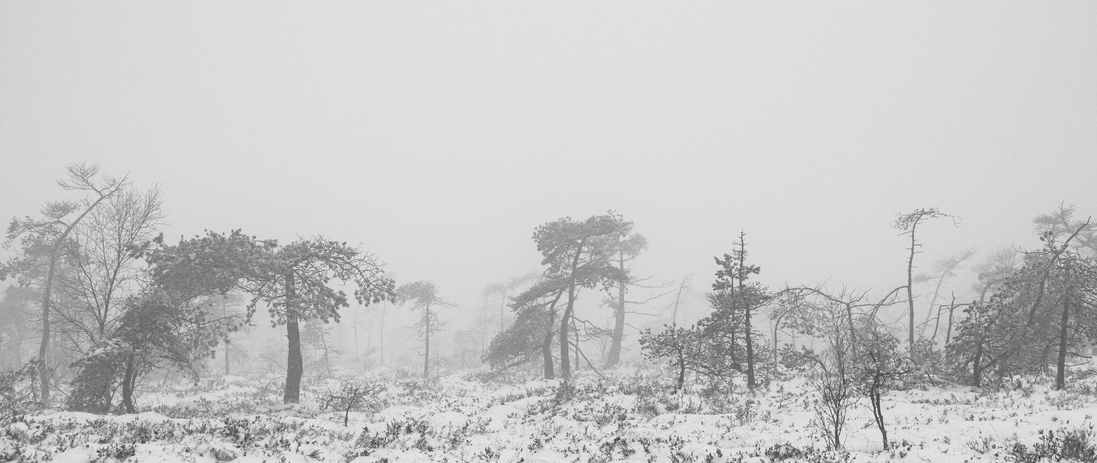 Bild mit Natur, Winter, Schnee, Nebel, Baum, Kiefer, Landschaft, Moor, Rhön, Schwarzes Moor