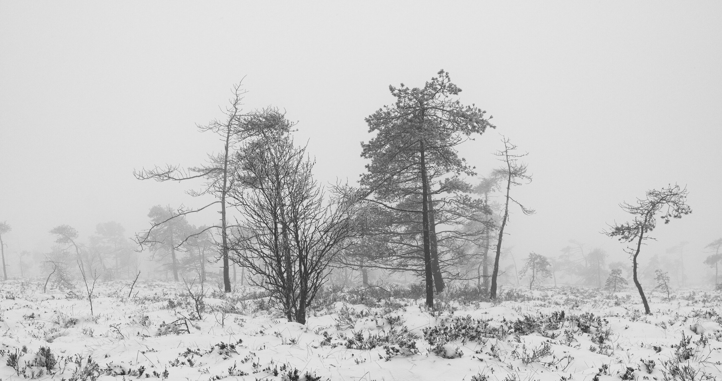 Bild mit Natur, Bäume, Winter, Schnee, Nebel, Landschaft, Moor, Dunst, Rhön, Schwarzes Moor