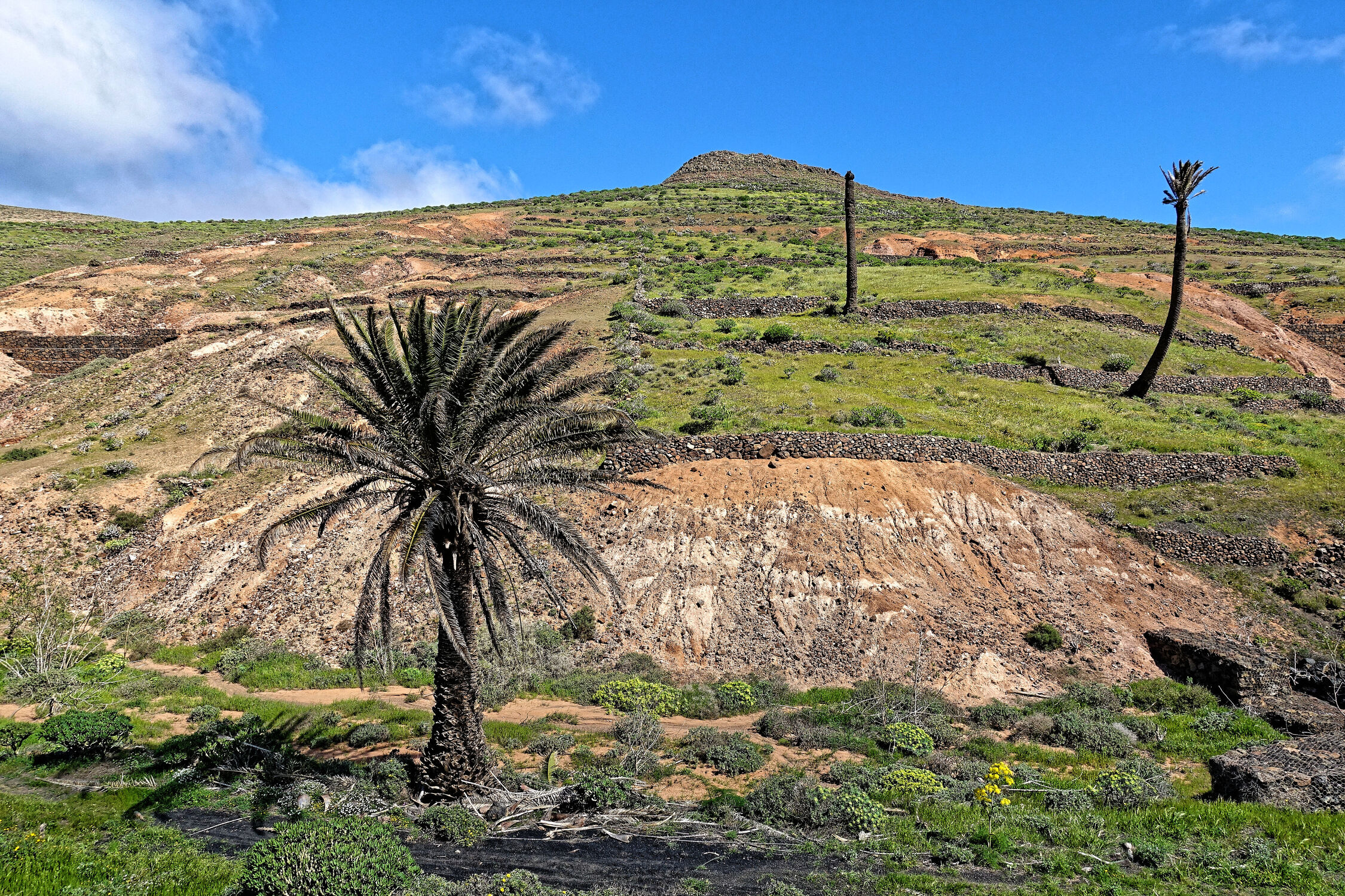 Bild mit Palmen, Landschaft, Lanzarote, spanien, Kanaren, Kanarischen Inseln