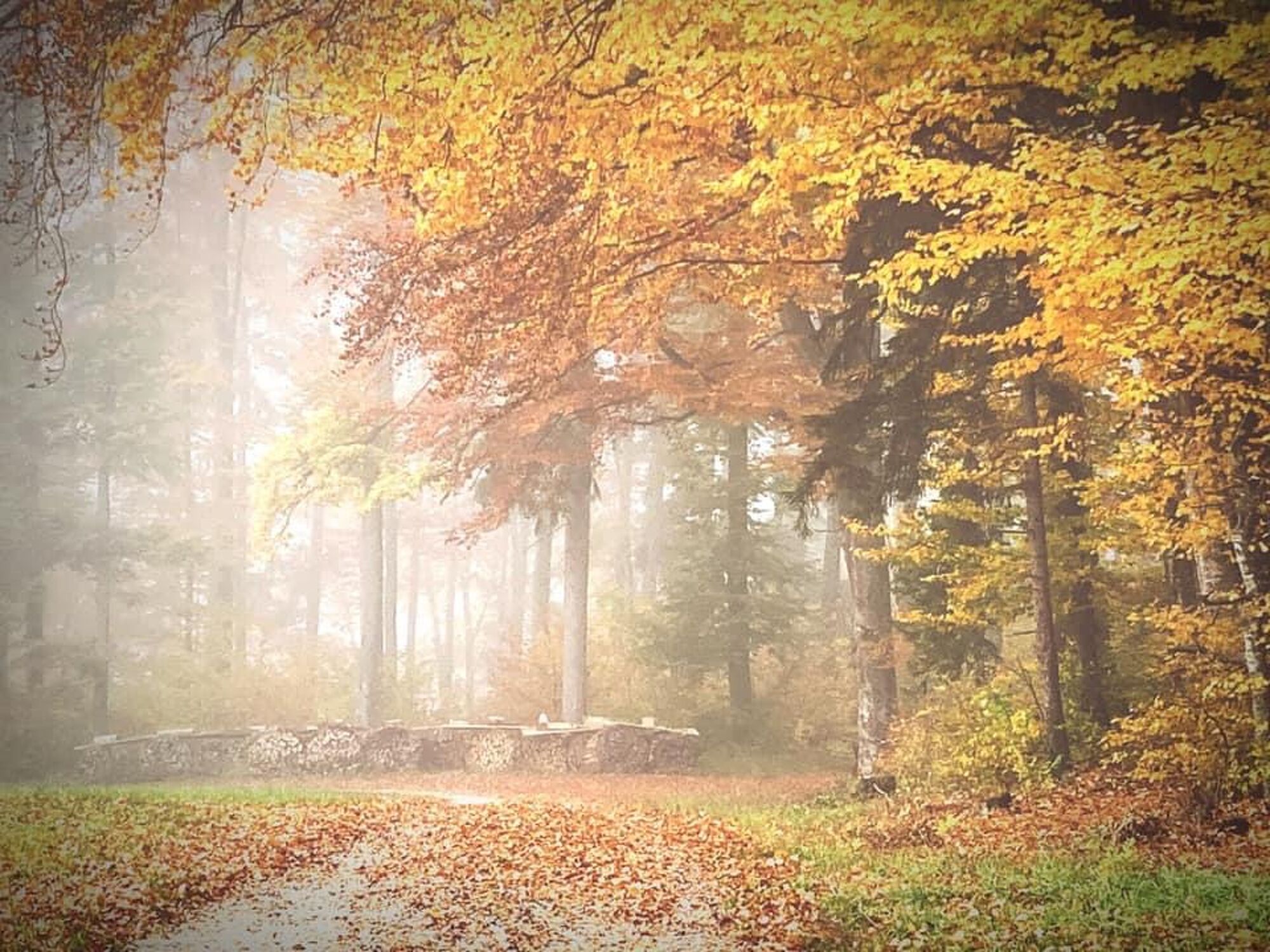 Bild mit Farben, Natur, Nebel, Landschaften im Herbst, Herbstwald