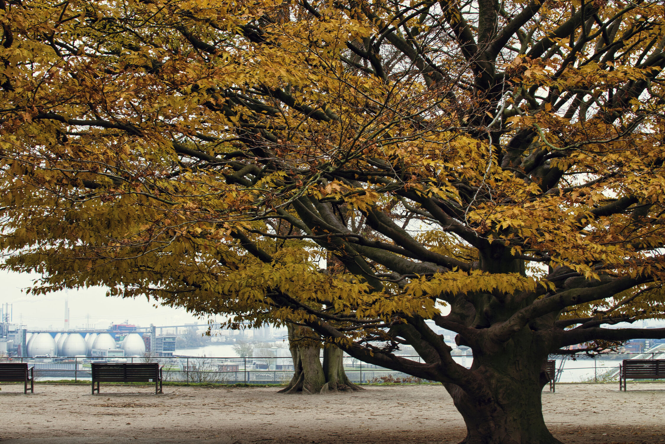 Bild mit Natur, Herbst, Baum, Park, Herbstblätter, Landschaften im Herbst, Herbststimmung, Hamburger_Hafen, Altona, Altona Balkon