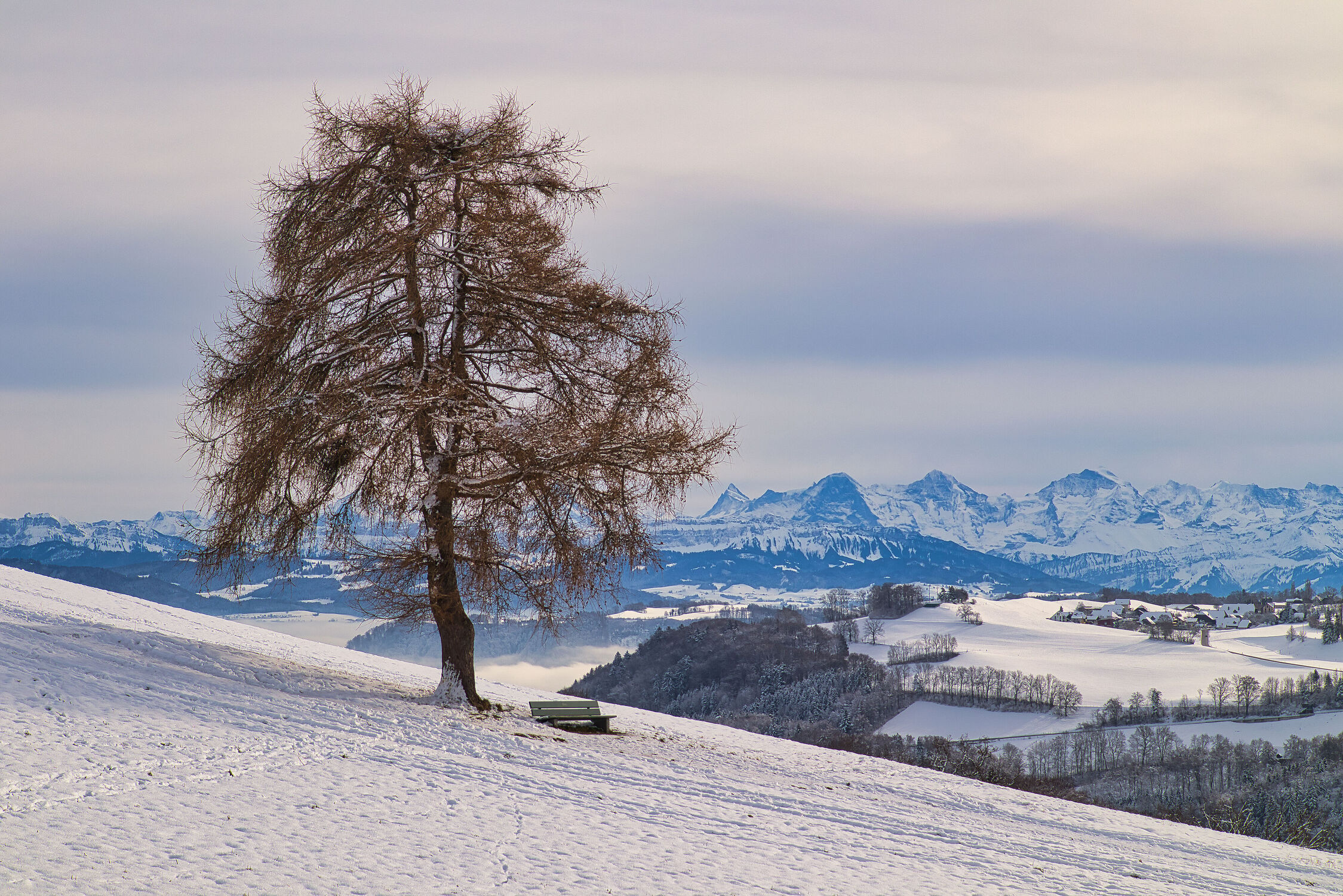 Bild mit Berge und Hügel, Hügel, Bäume, Schnee, Alpen Panorama, Sitzbank, Schneespuren, Weites_Land