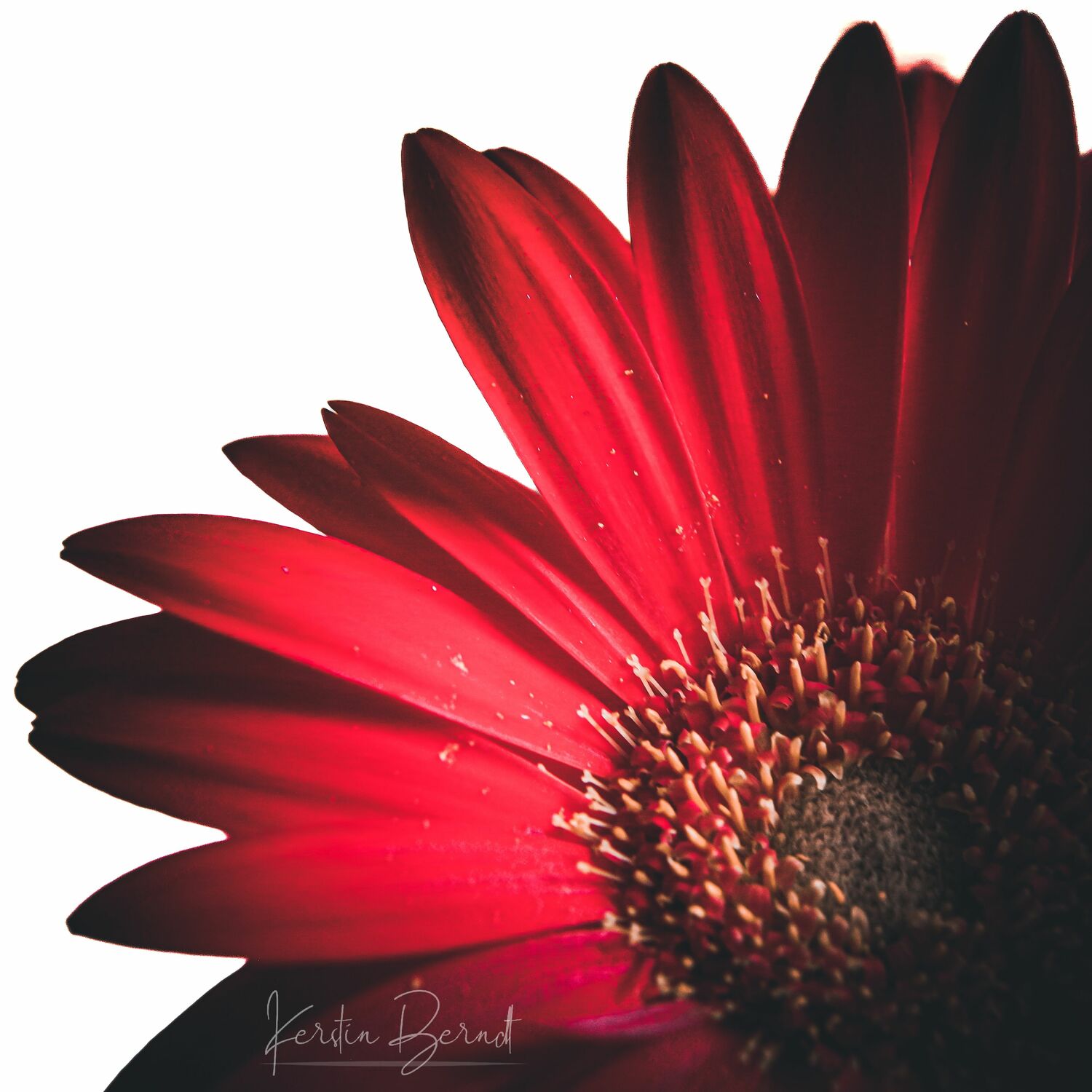 Bild mit Rot, Blume, Gerbera, macro