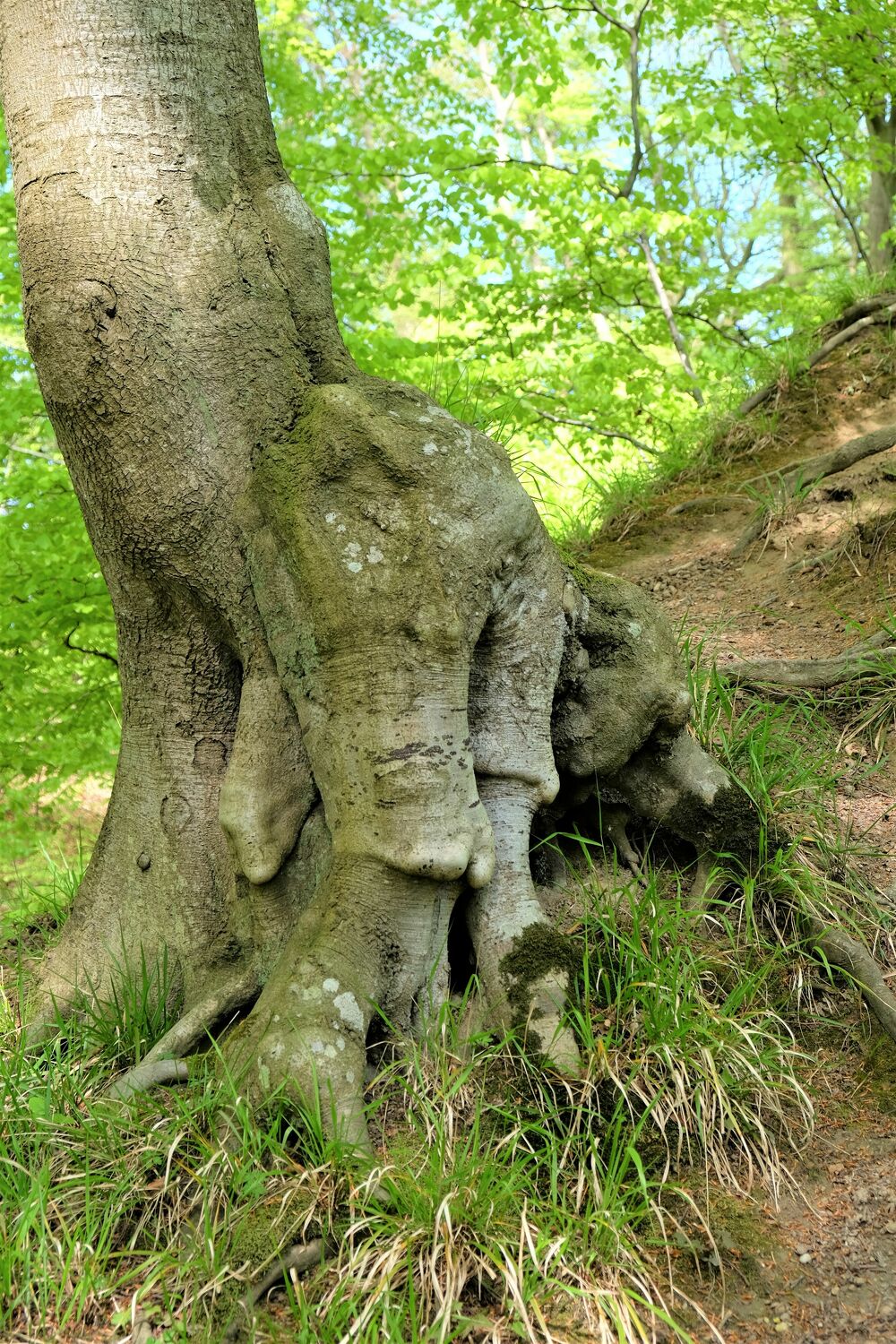 Bild mit Natur, Frühling, Wald, Wald, Baum, Buche, Buchenwald, Rügen, natürlich, Mai