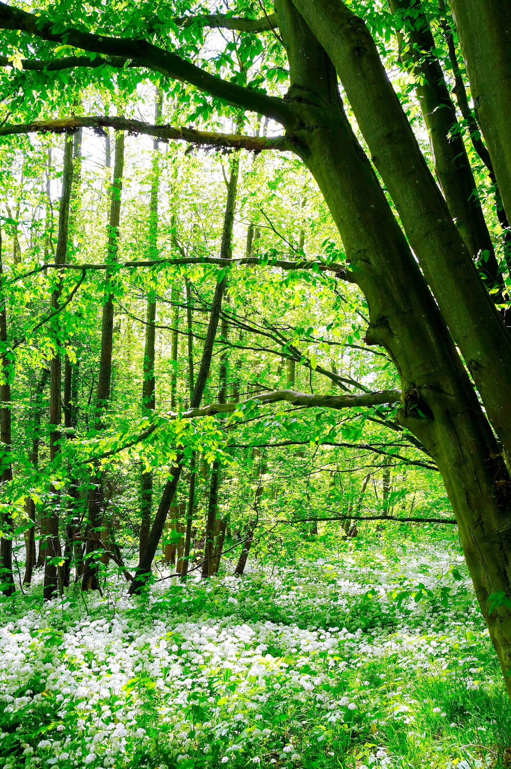 Bild mit Natur, Grün, Bäume, Frühling, Wald, Buchen, Buchenwald, Bärlauch, natürlich, bärlauchwald