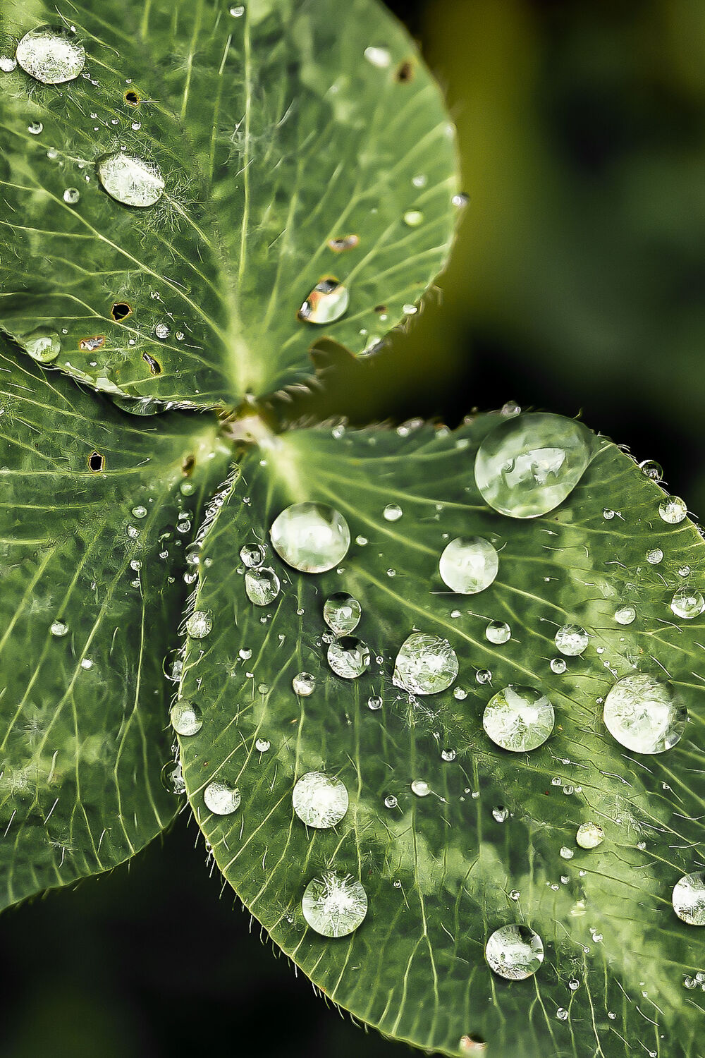 Bild mit Natur, Pflanzen, Wassertropfen, Regentropfen, garten, Regen, Klee, kleeblatt, Wassertropfen auf Kleeblatt