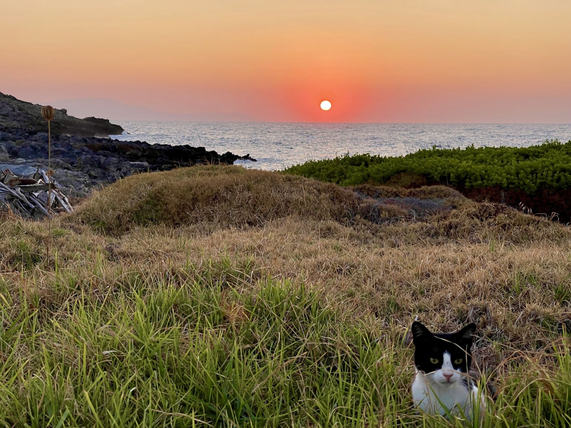 Bild mit Sonnenuntergang, Meer, Wiese, Katze