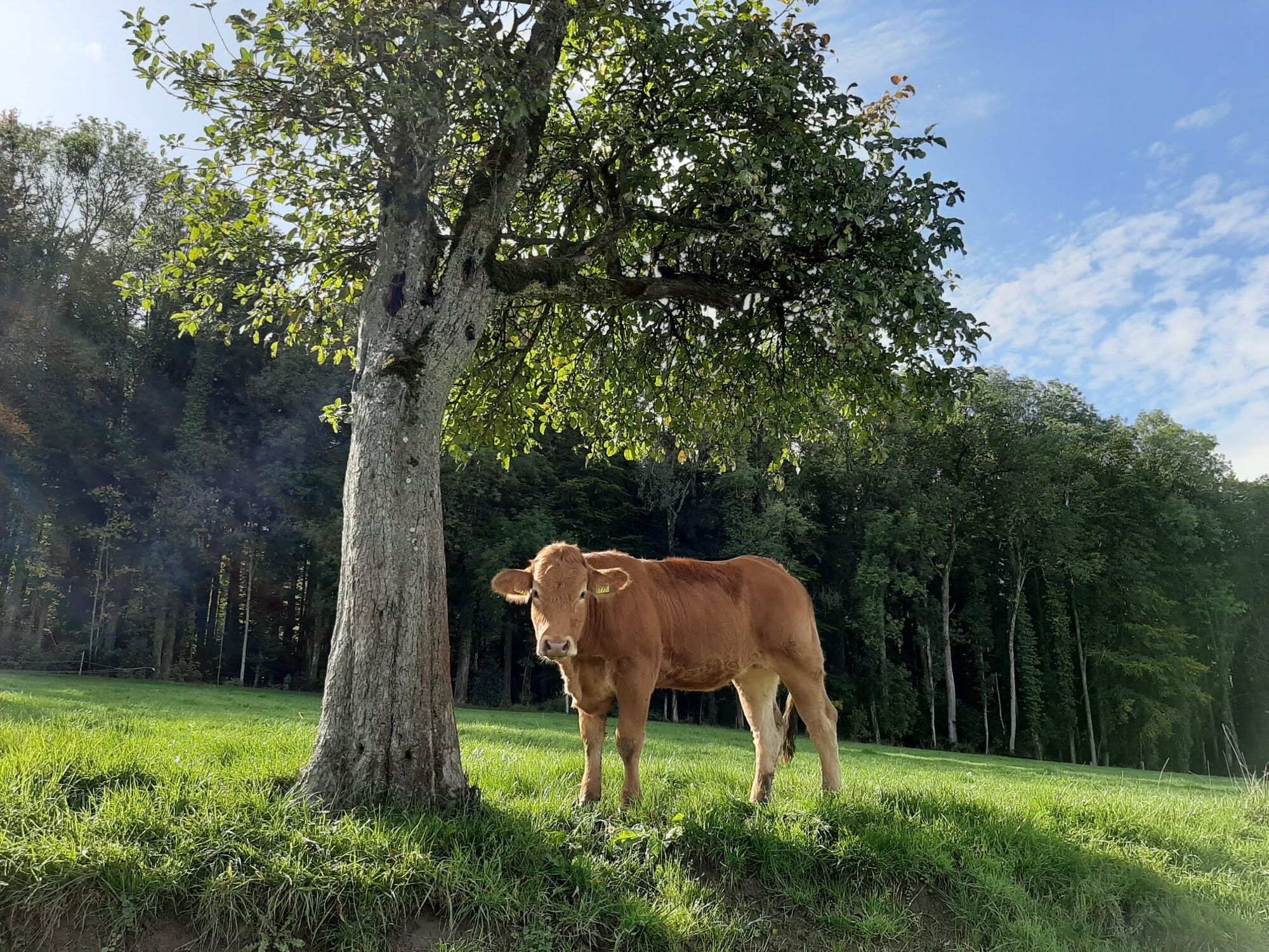 Bild mit Tiere, Natur, Baum, Schweiz, Kuh, Kalb