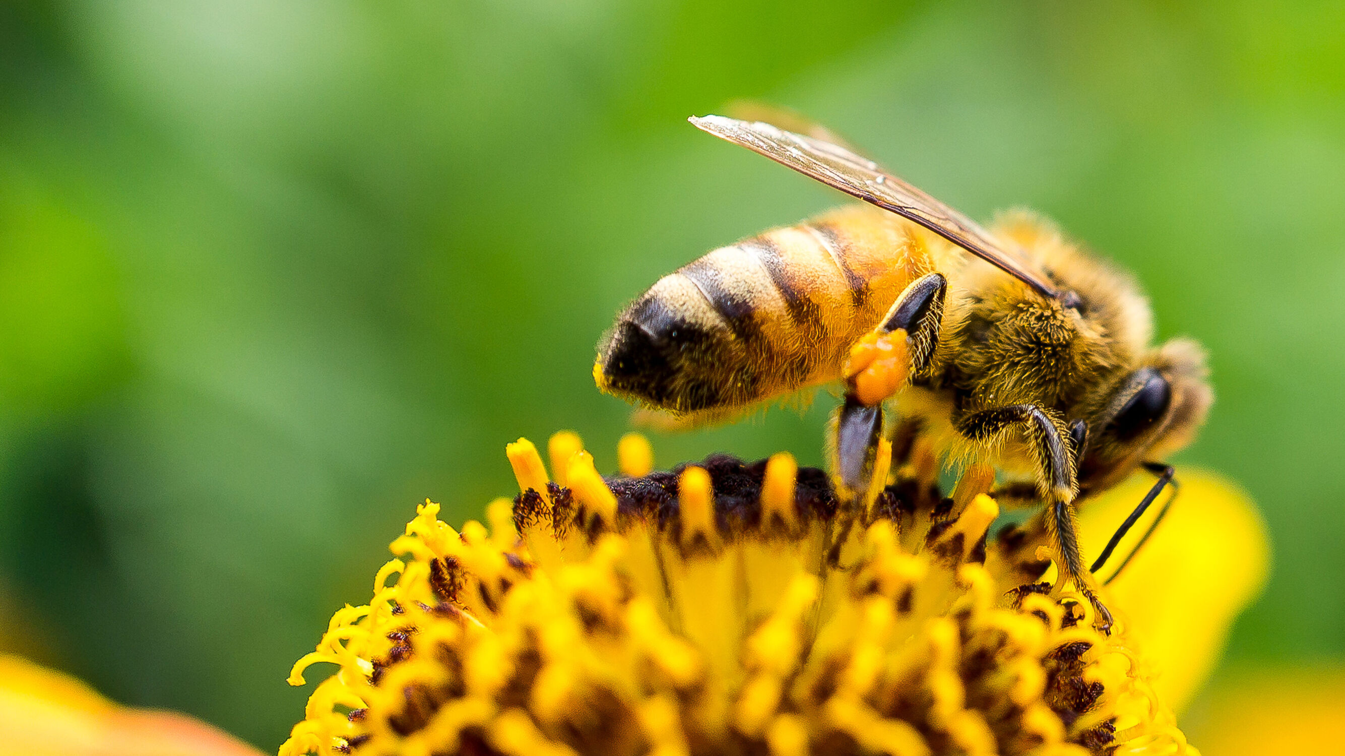 Bild mit Natur, Insekten, Blume, Blumen und Pflanzen, Blüten, Biene, Honigbiene