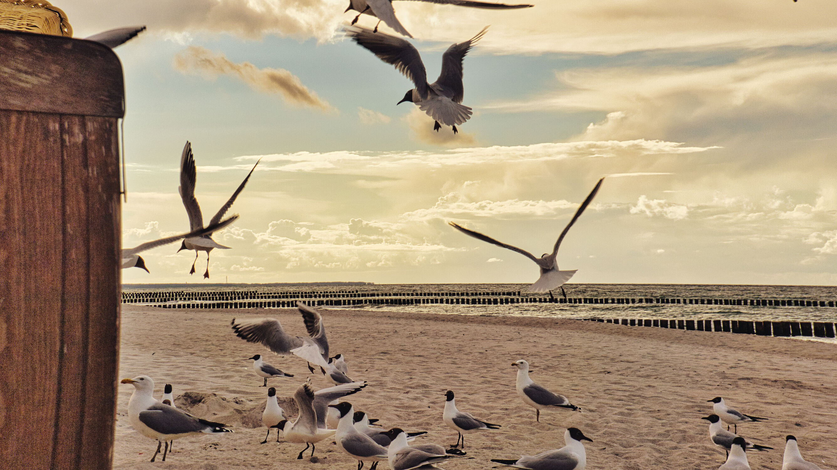 Bild mit Himmel, Urlaub, Vögel, Vögel, Strand, Ostsee, Meer, Strandkorb, Möwe, Küste
