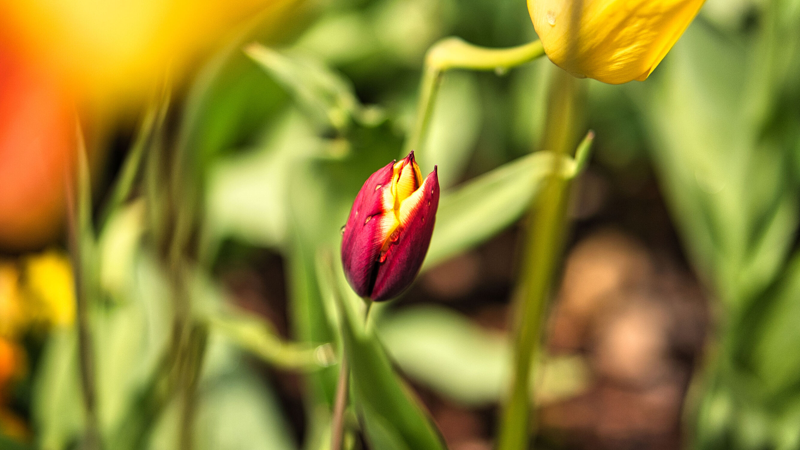 Bild mit Natur, Blume, Tulpe, Tulipa, Wiese, Flora, frühblüher, schön, bokeh, romantische