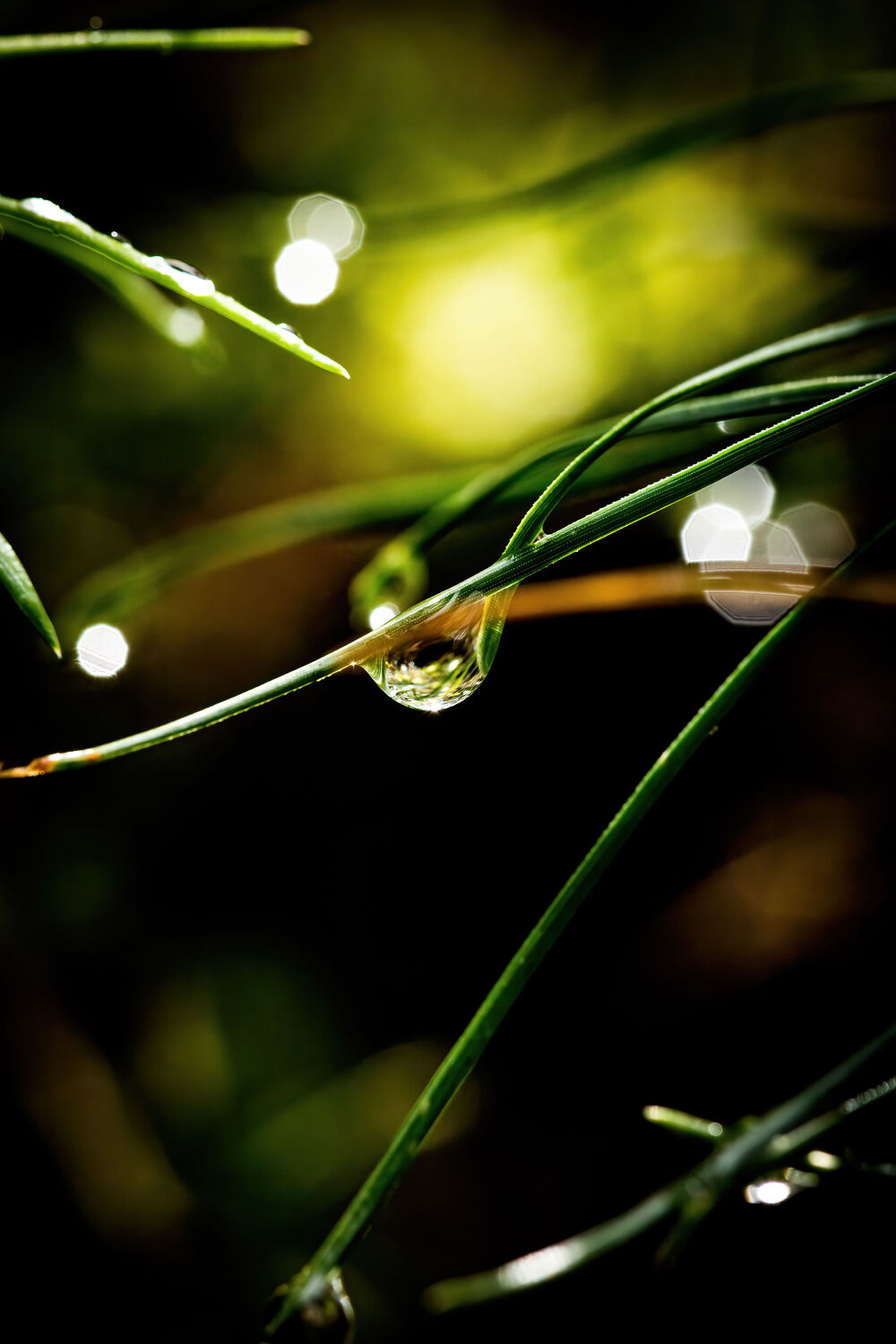 Bild mit Natur, Pflanzen, Makrofotografie, Wassertropfen, Regentropfen, nahaufnahme