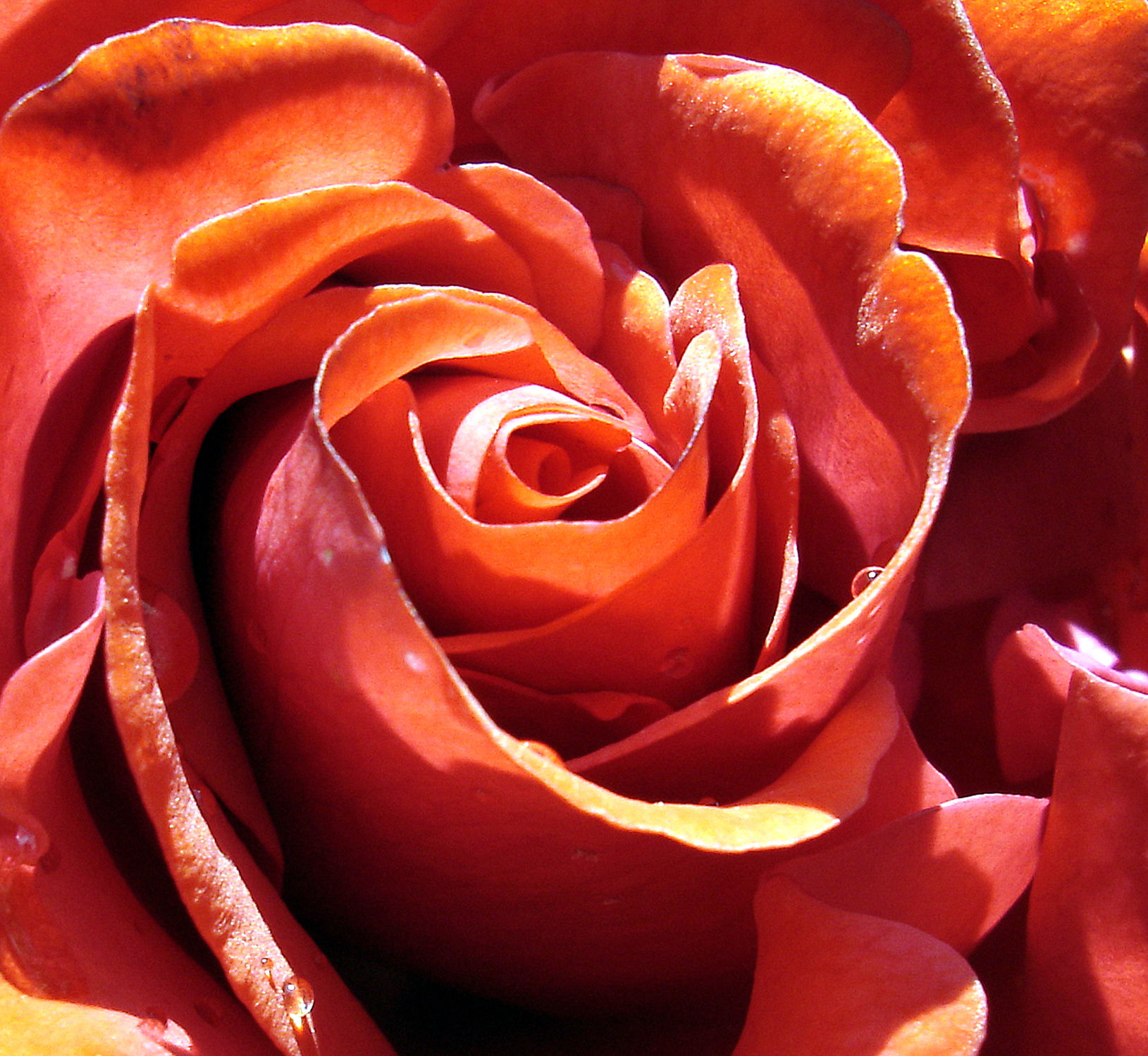 Bild mit Pflanzen, Rosa, Frühling, Rosen, Sommer, Pflanze, Rose, romantik, Schönheit, Blüten, blüte, frühjahr, Liebe