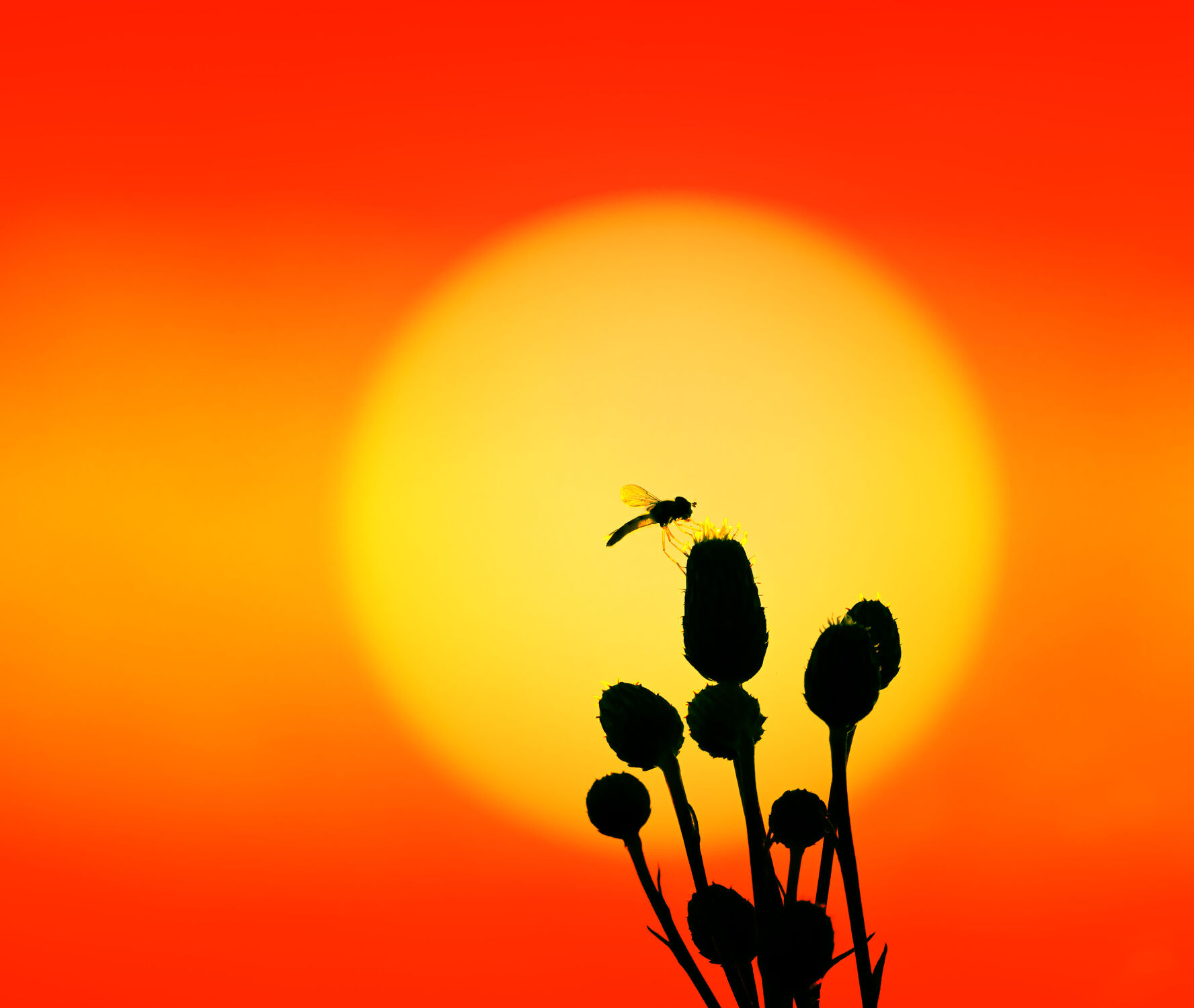 Bild mit Sonnenuntergang, Sonnenaufgang, Sonne, Tier, Blume, Insekt, Silhouette, Schwebfliege