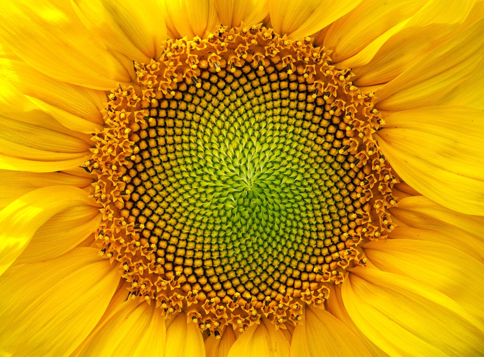 Bild mit Gelb, Natur, Sommer, Blume, Pflanze, Makro, Sonnenblume, blüte, blühen, sonnig