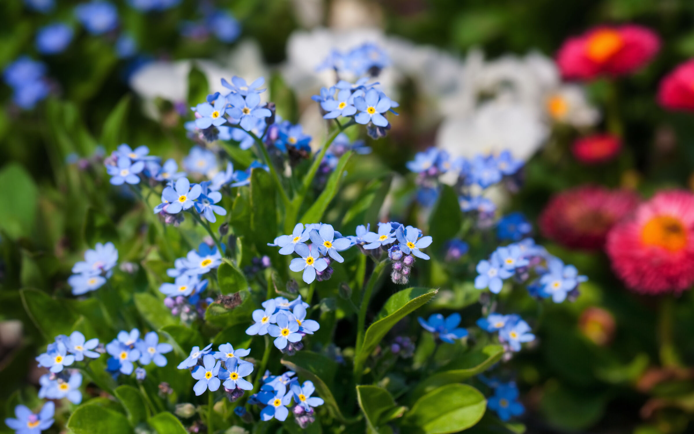 Bild mit Frühling, Blau, Blume, Pflanze, Makro, Blüten, garten, Blumenbeet, blühen