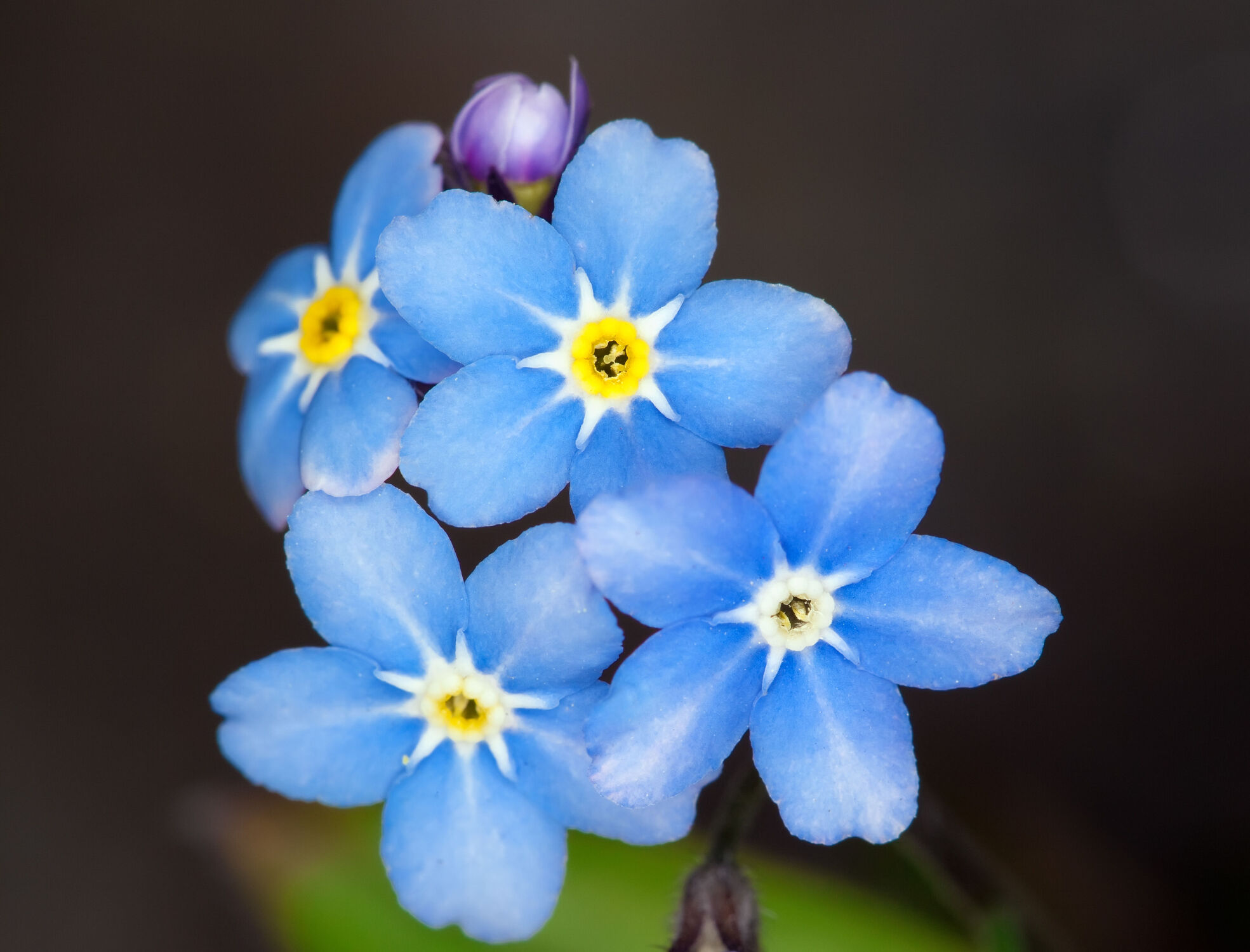 Bild mit Frühling, Blau, Blätter, Blume, Pflanze, Makro, Blüten, nahaufnahme, Blumenbeet, Vergissmeinnicht