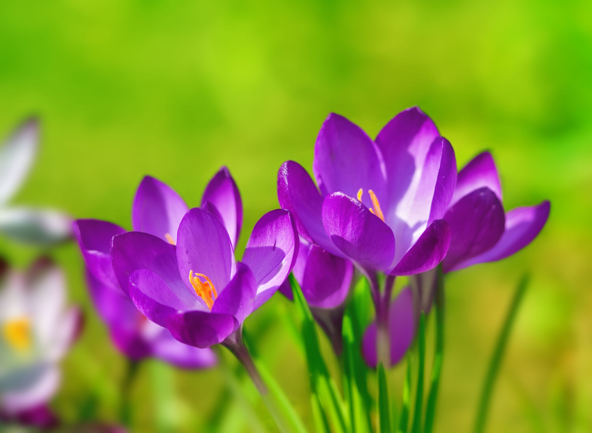 Bild mit Lila, Violett, Frühling, Blume, Pflanze, Makro, Flora, garten, blüte, Krokus