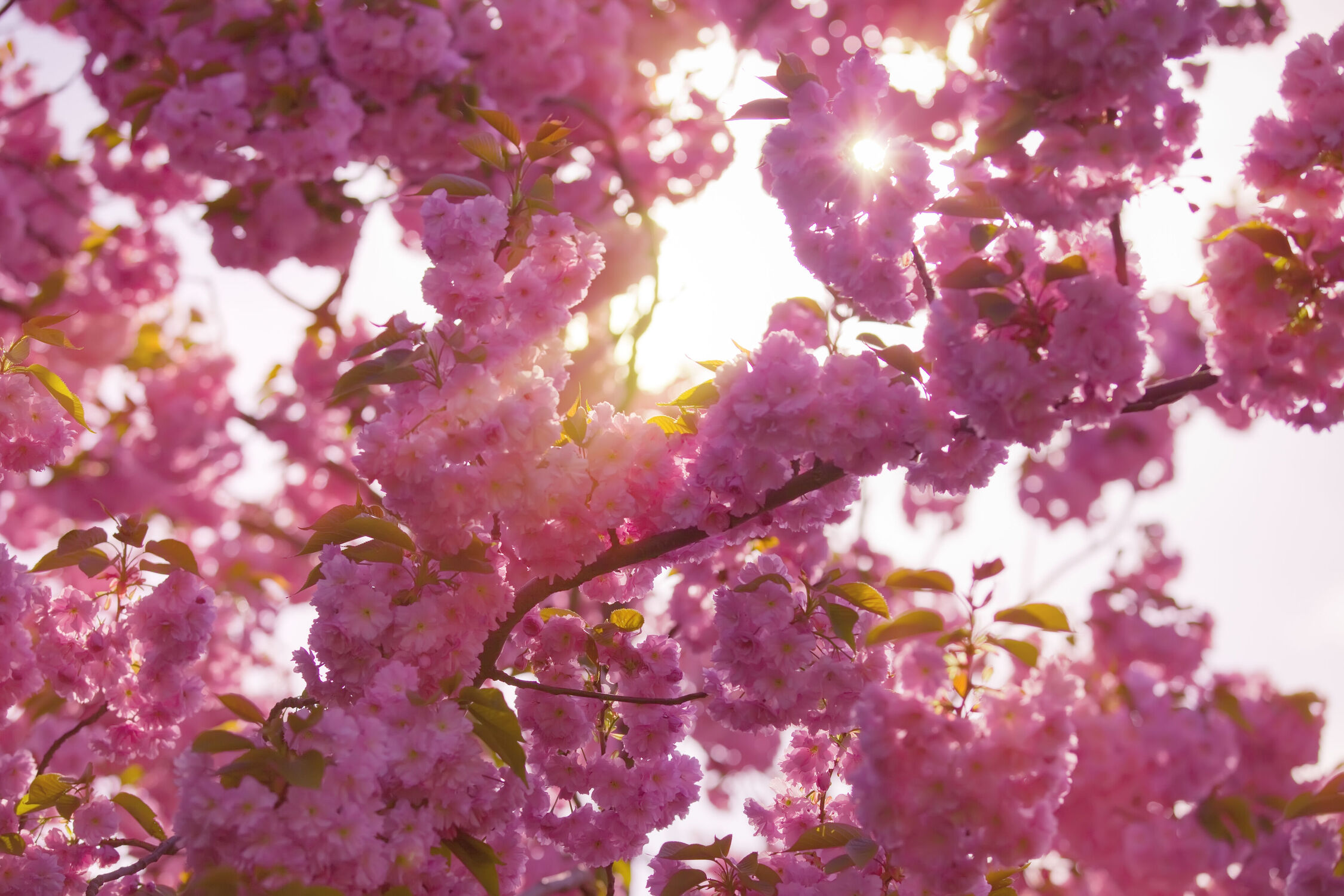 Bild mit Rosa, Frühling, Sonne, Baum, Licht, Blüten, garten, Sonnenstrahlen, Blühend, Zweig