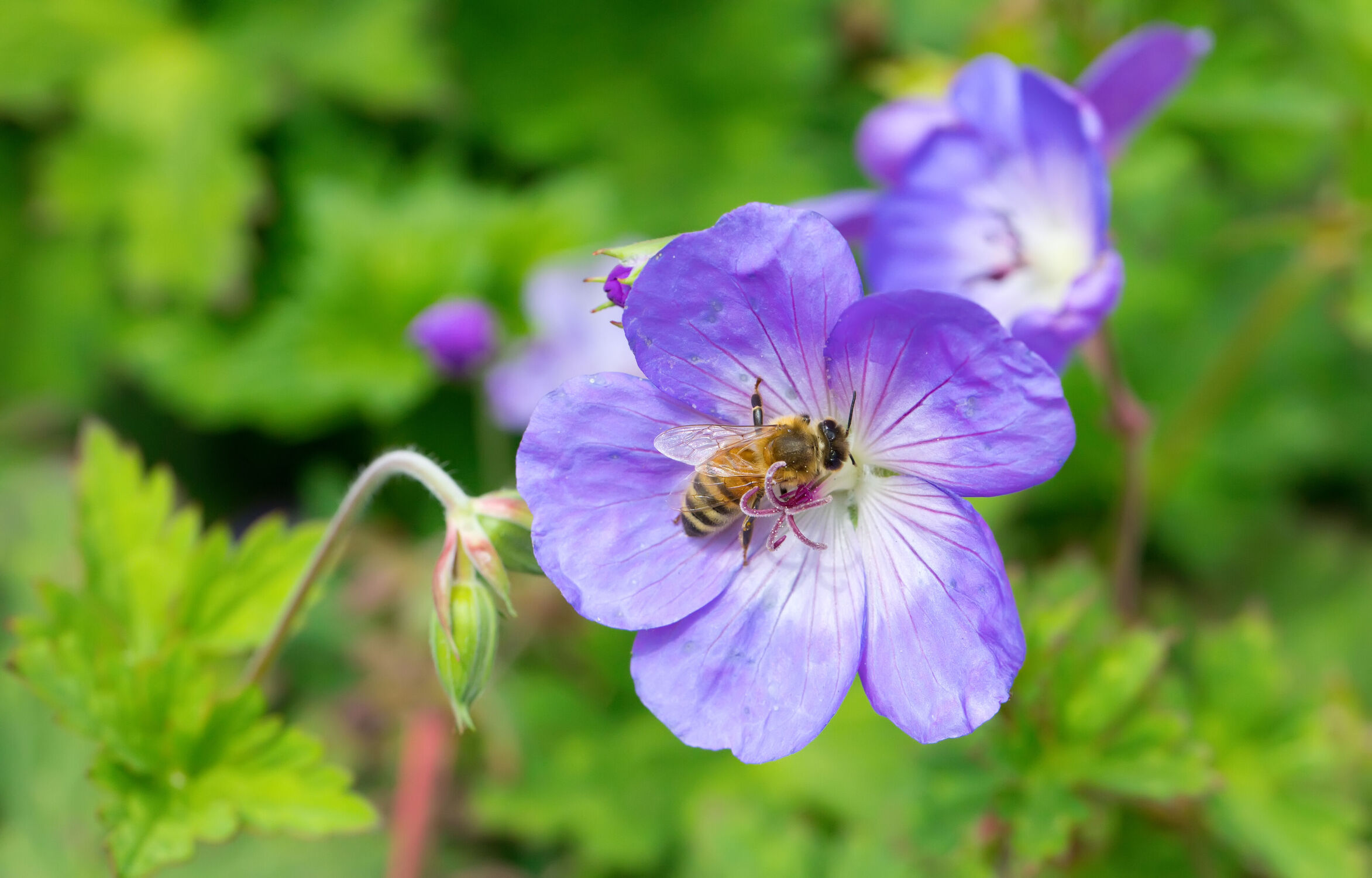 Bild mit Blume, blüte, Pollen, Biene, Nektar, Insekt, storchschnabel, Blaues Schnabelkraut, Geranium Pratense, Wiesen Storchschnabel