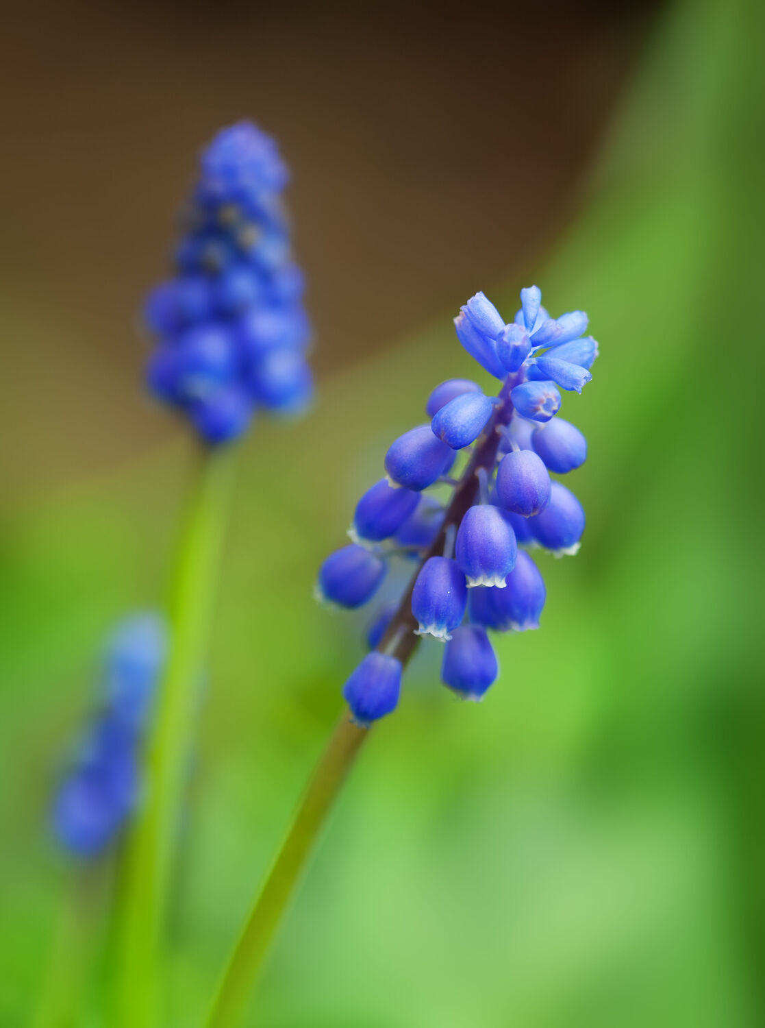 Bild mit Natur, Violett, Blau, Blume, Pflanze, Makro, blüte, detail, traubenhyazinthe, Muscari