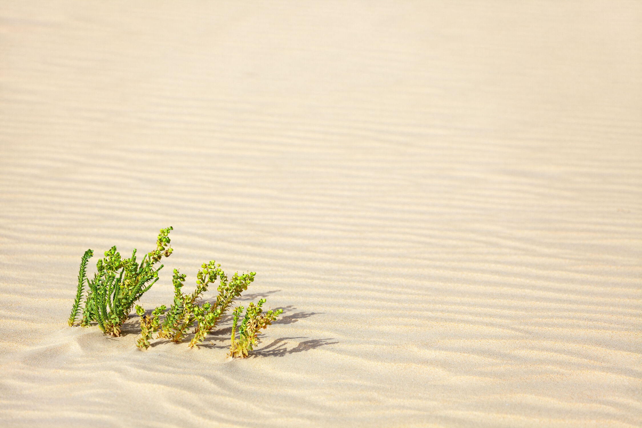 Bild mit Gelb, Natur, Sand, Landschaft, Düne, Pflanze, Wüste, Leer, trocken, heiß