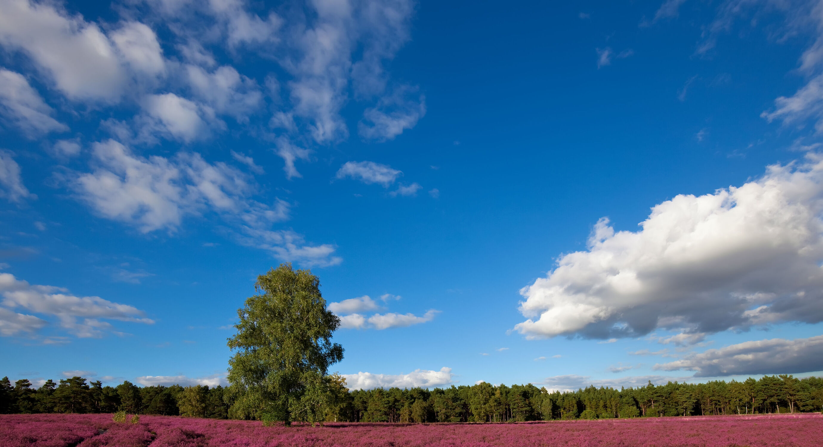 Bild mit Natur, Himmel, Bäume, Rosa, Landschaft, Heide, blüte, Lüneburger Heide, Heidekraut