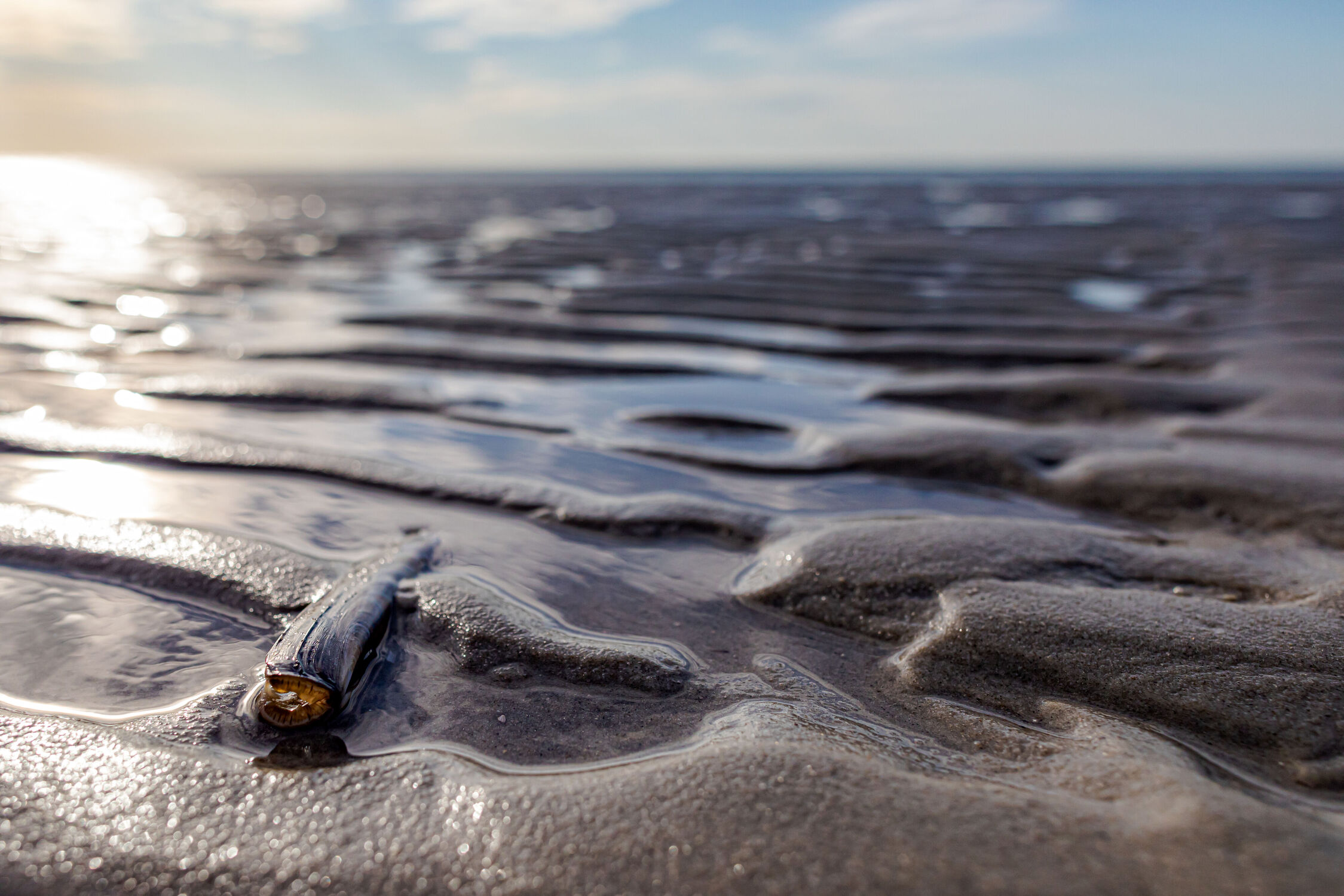 Bild mit Natur, Sand, Tageslicht, Strand, Meer, Muschel, Meeresmuschel, Nordseeküste, Langeoog