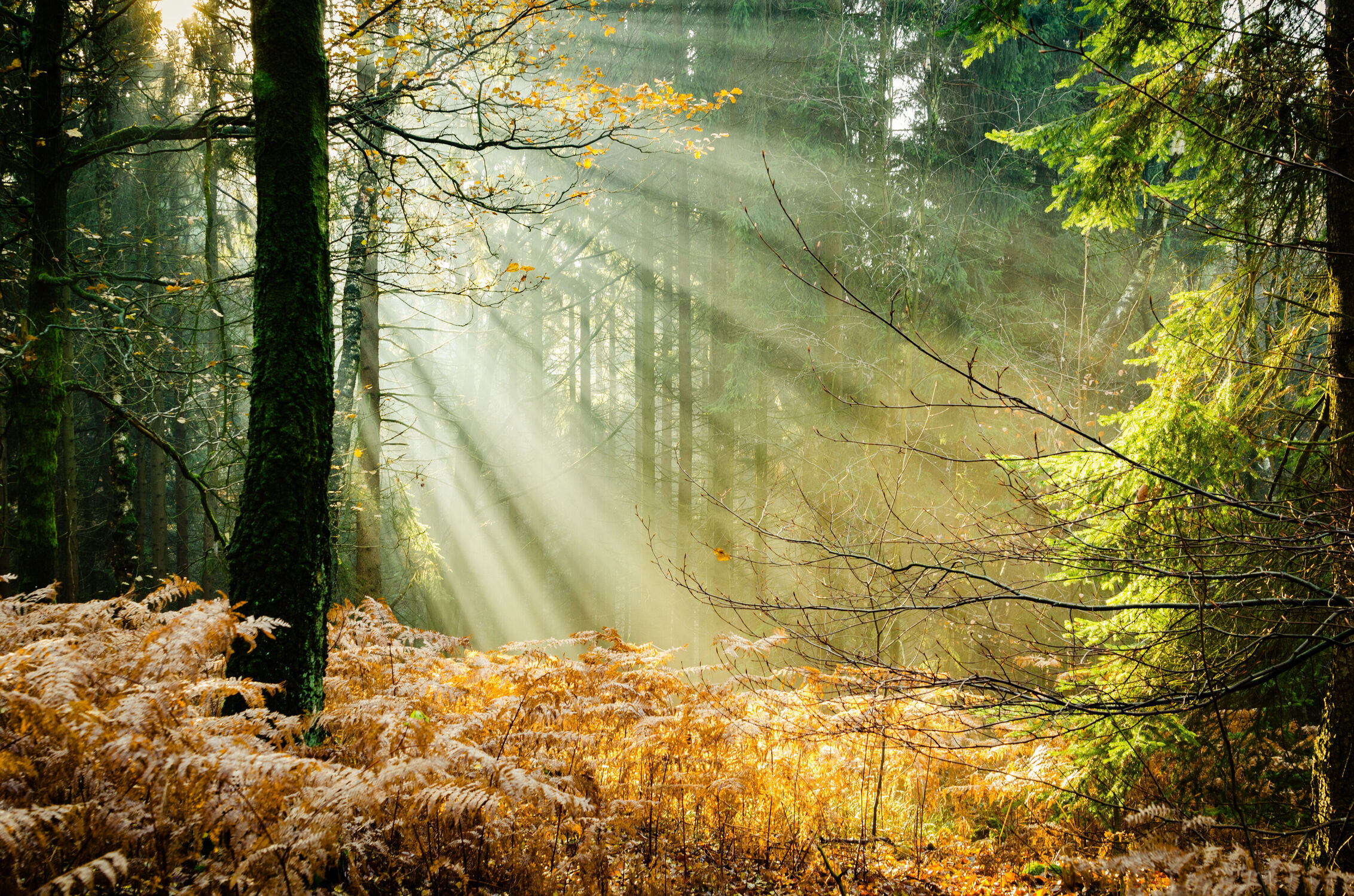 Bild mit Landschaften, Jahreszeiten, Wälder, Herbst, Nebel, Lichtung, Waldlichtung, Landschaften im Herbst, Teutoburger Wald, Letzte Sonnenstrahlen