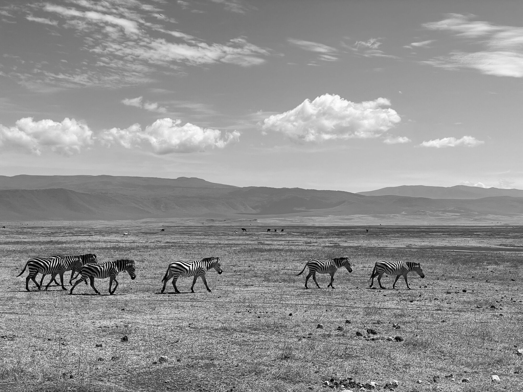 Bild mit Natur, Africa, Zebra, Dürre, Krater