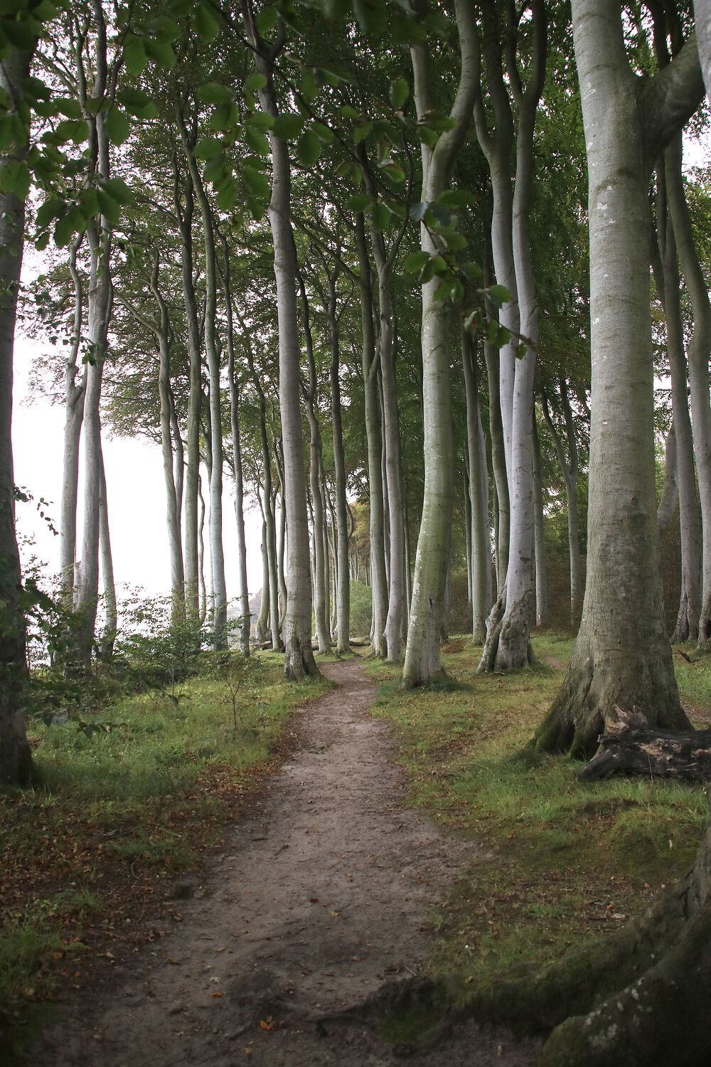 Bild mit Wald, Waldblick, Ostseeküste