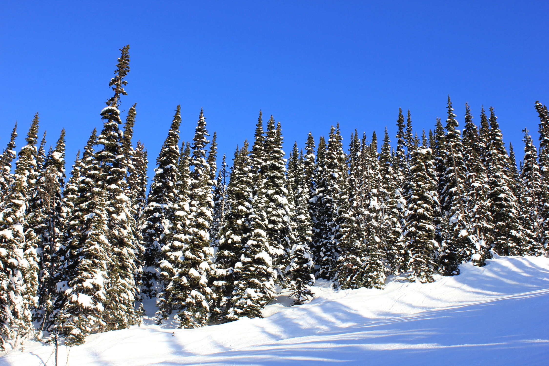 Bild mit Winter, Forest, Nature, Tree, Christmas, sun, snow, background, sunny day, fir