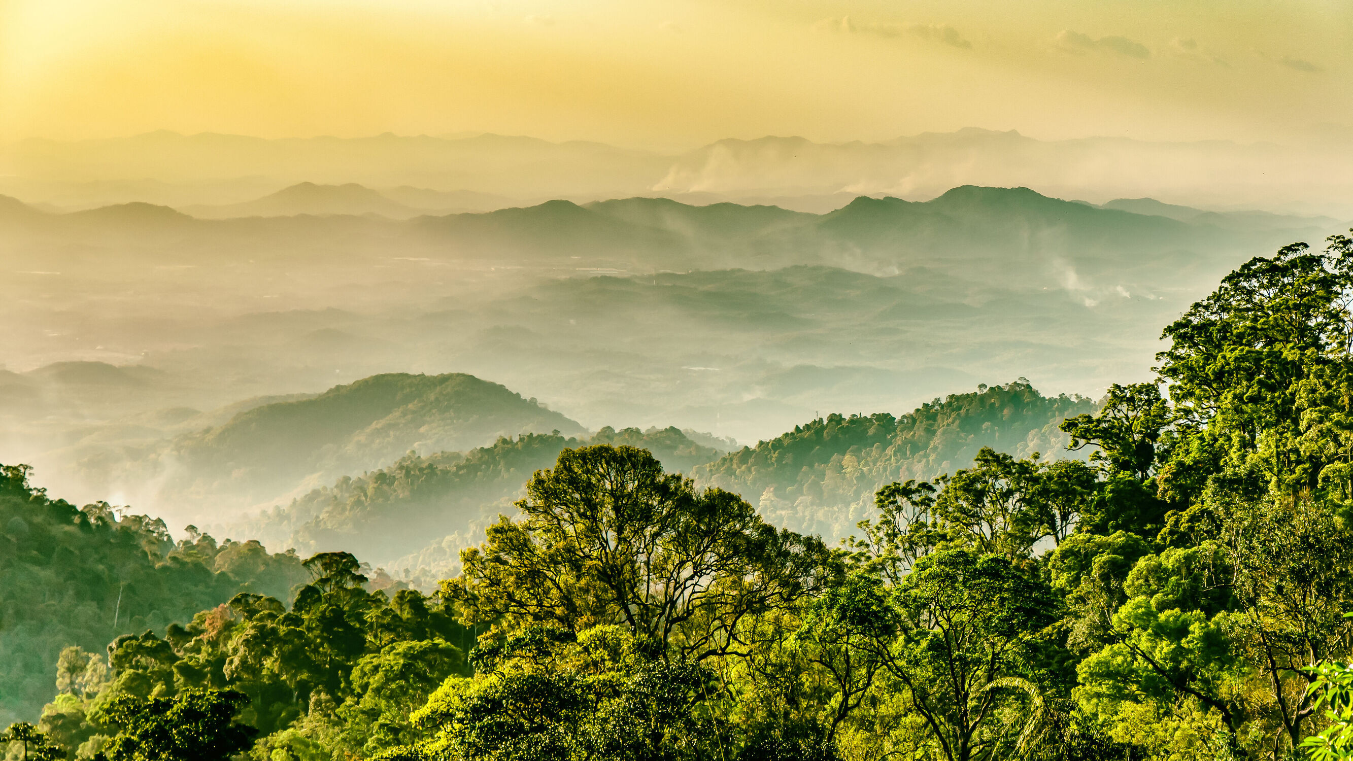 Bild mit Wälder, Nebel, Landschaft, malaysia, Regenwald, Dschungel, genting highlands