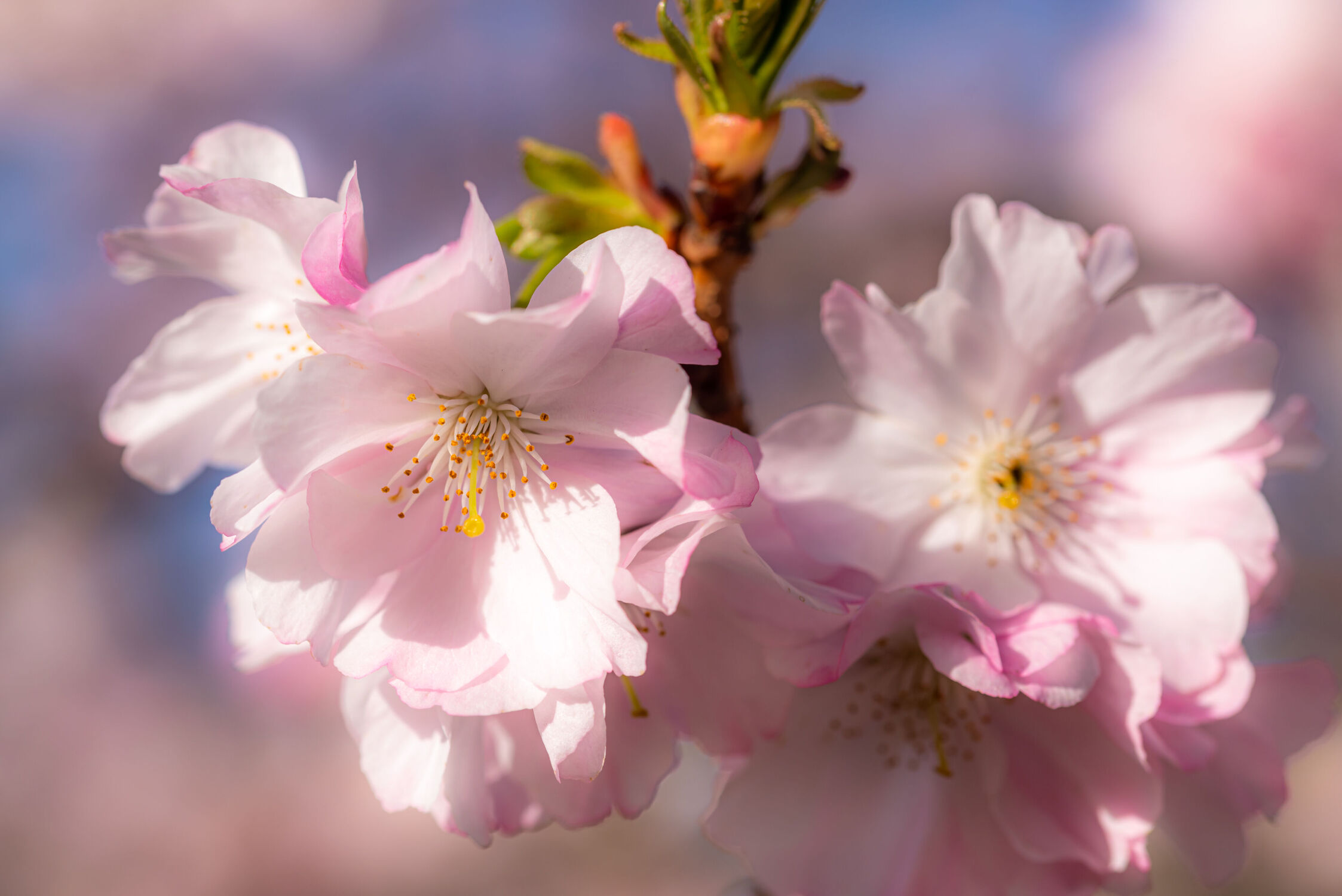 Bild mit Natur, Makroaufnahme, Kirschblüten, obstblüten, Schönheit, nahaufnahme, frühlingsblüte, bokeh