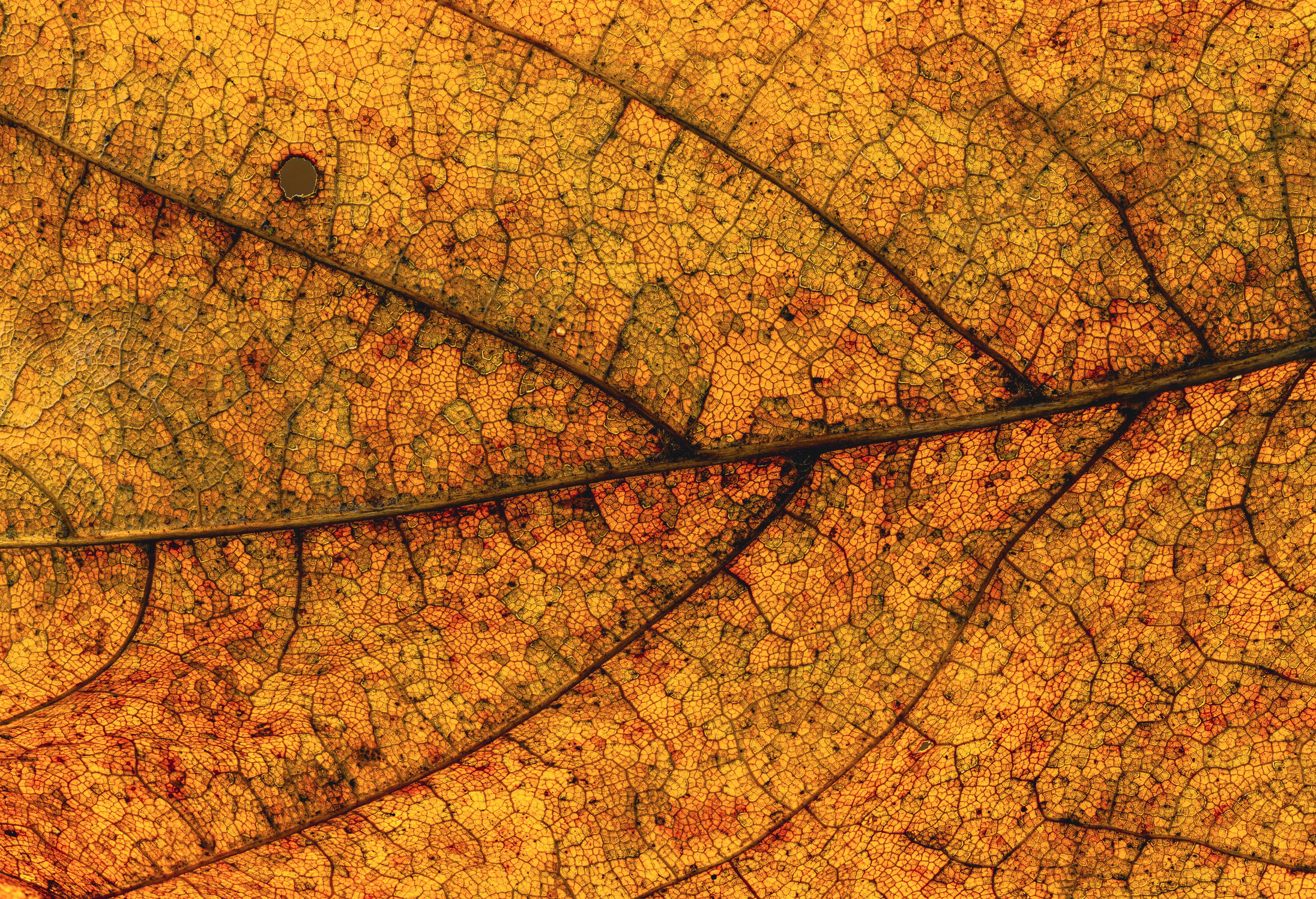 Bild mit Farben, Natur, Herbst, Struktur, Blätter, Makrofotografie, Nature, Herbstblätter, Blattstrukturen