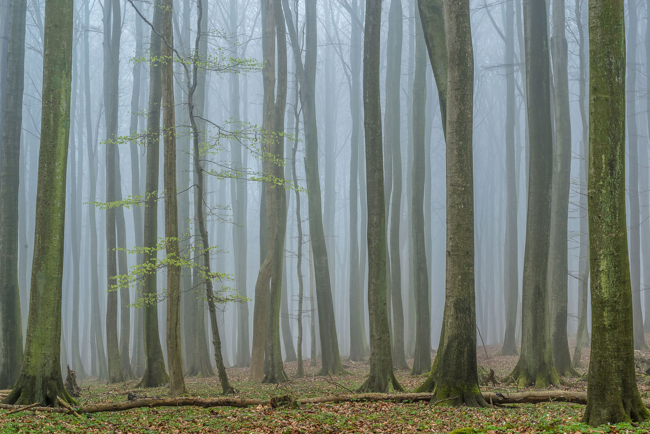 Bild mit Landschaften, Frühling, Nebel, Wald, Buchenwald, Insel Rügen, Rügen, Nationalpark Vorpommernsche Boddenküste