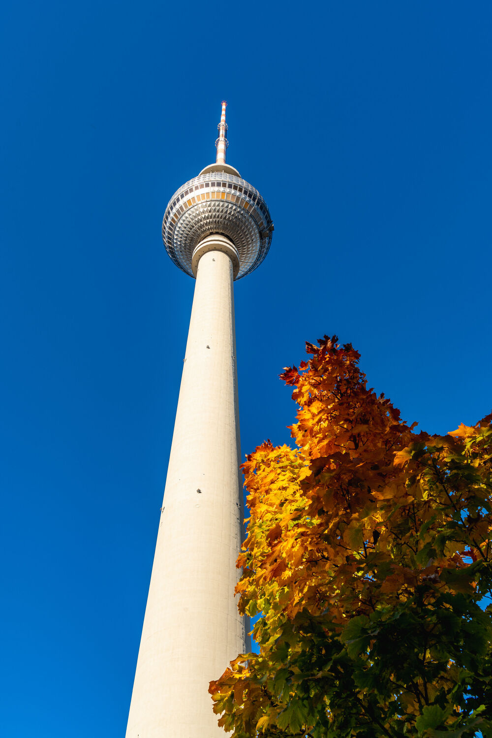 Bild mit Herbst, Tageslicht, Baum, Fernsehturm, Berliner Fernsehturm, Laubbaum, Blauer Himmel, Froschperspektive, sonnig