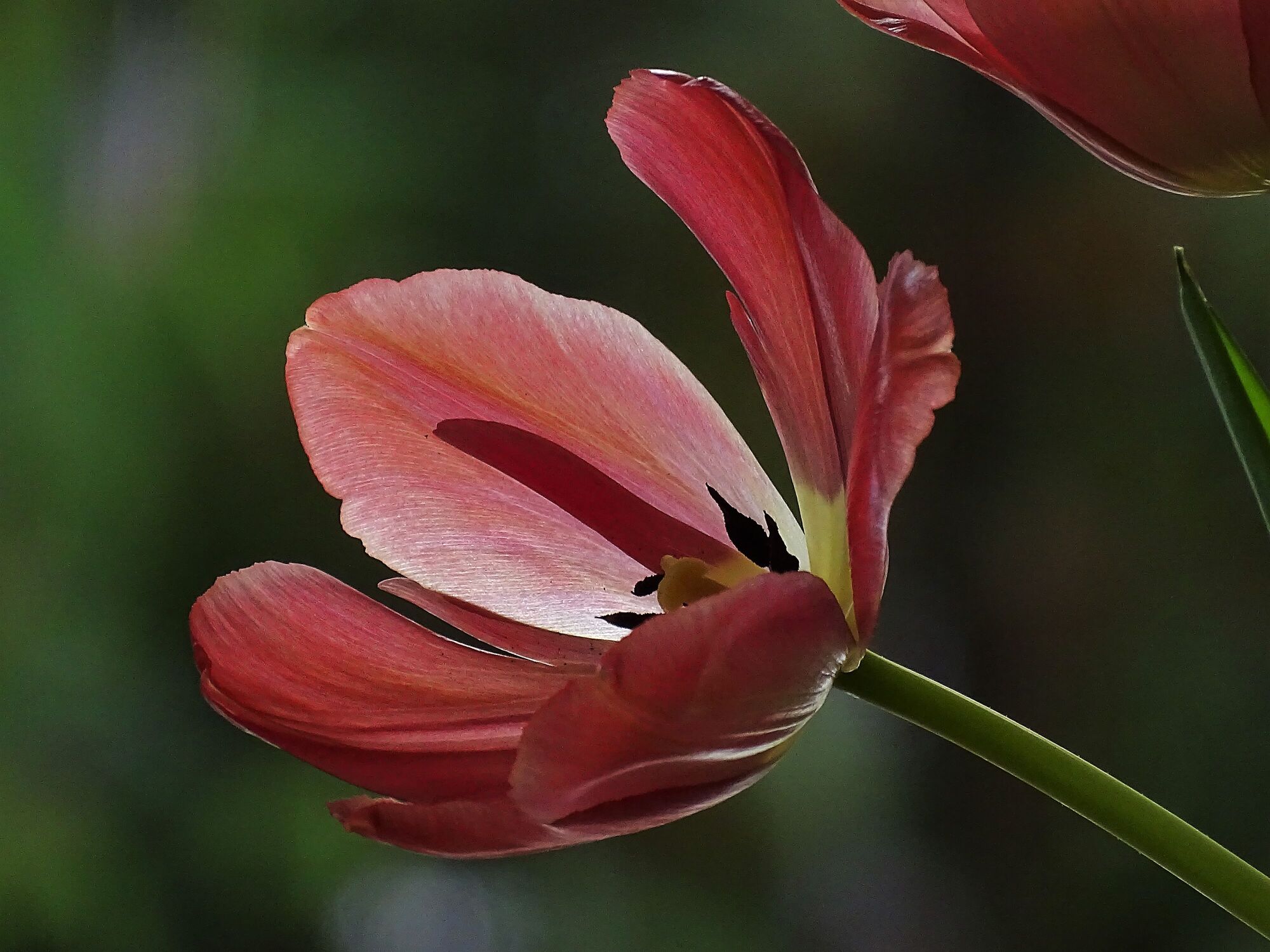 Bild mit Frühling, Tulpe, frühlingsblume