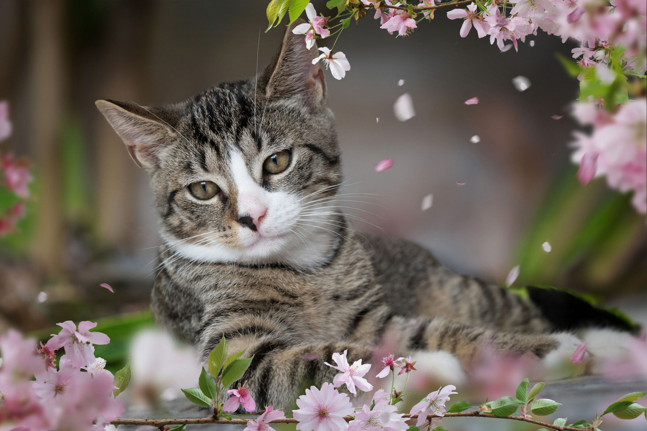 Bild mit Frühling, Pflanze, Kirschblüten, Katze, Kater, klein, Liegend, Jung, europäisch kurzhaar, kitte