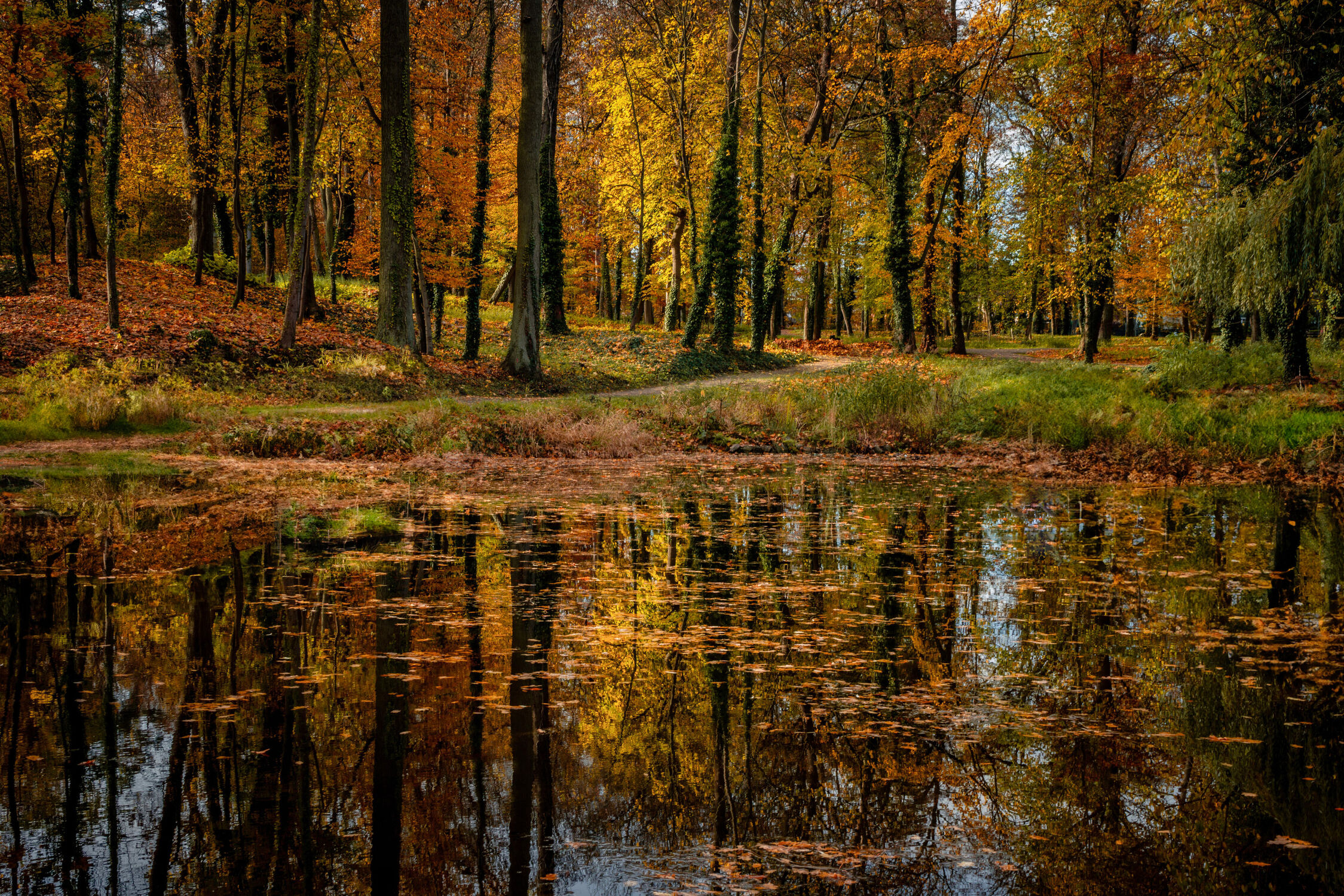 Bild mit Wasser, Bäume, Herbst, Wald, Blätter, See, Spiegelung, Bunt, Laub, Jahreszeit