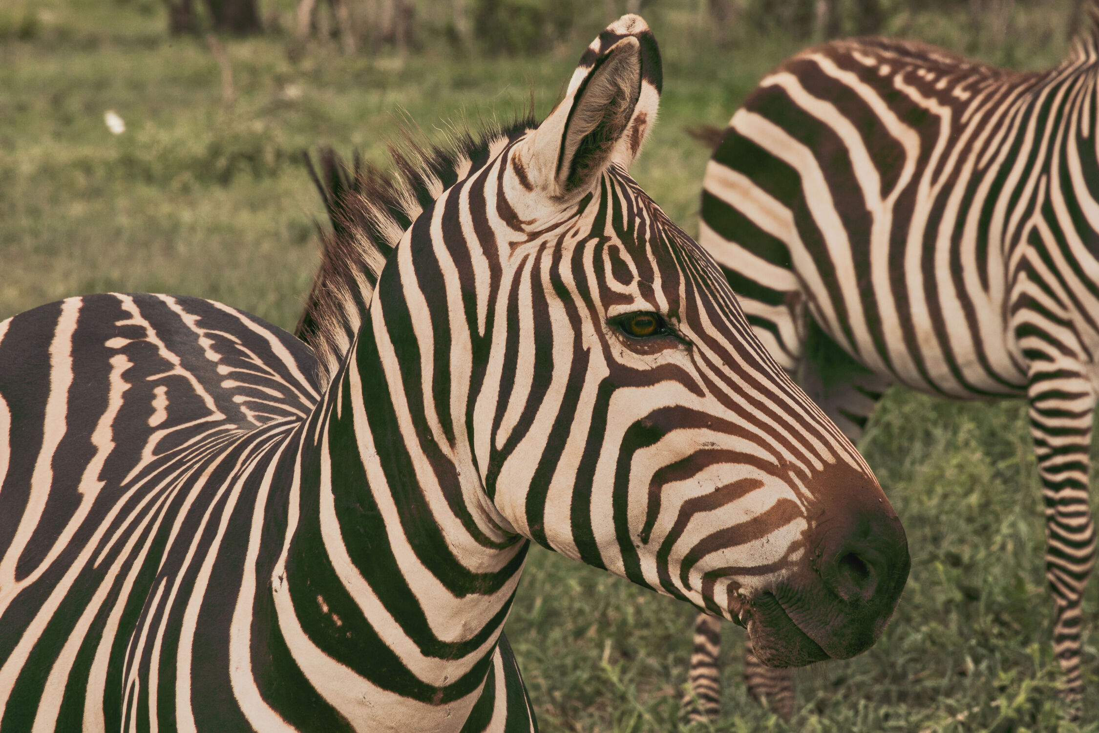 Bild mit Afrika, Zebra, Zebras, safari, Serengeti, Ndutu, Ngorogoro
