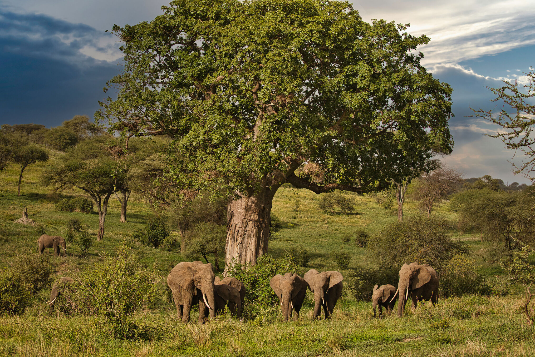 Bild mit Baum, Landschaft, Elefanten, Afrika, familie, Abendstimmung, safari, Afrikanische Elefanten, tanzania, baobab