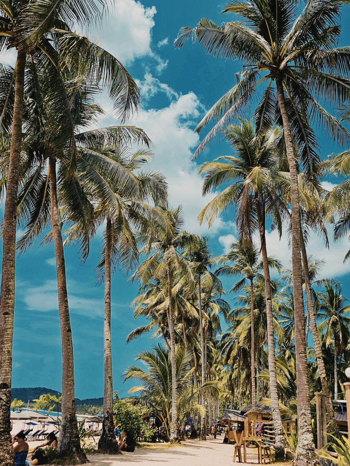 Bild mit Palmen, Sommer, Strand, Meer, Beach, Philippinen